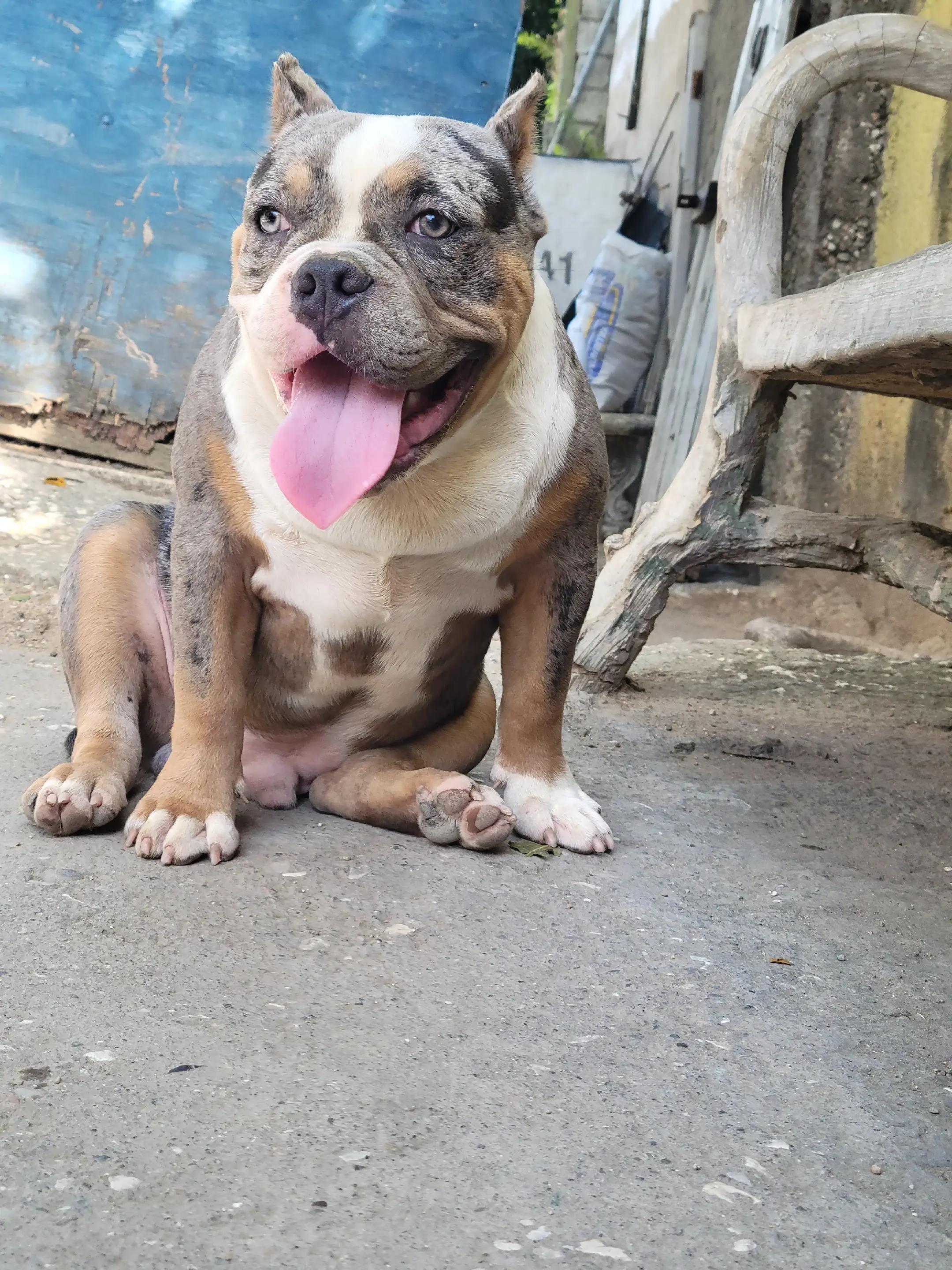 @machinesquad kennel