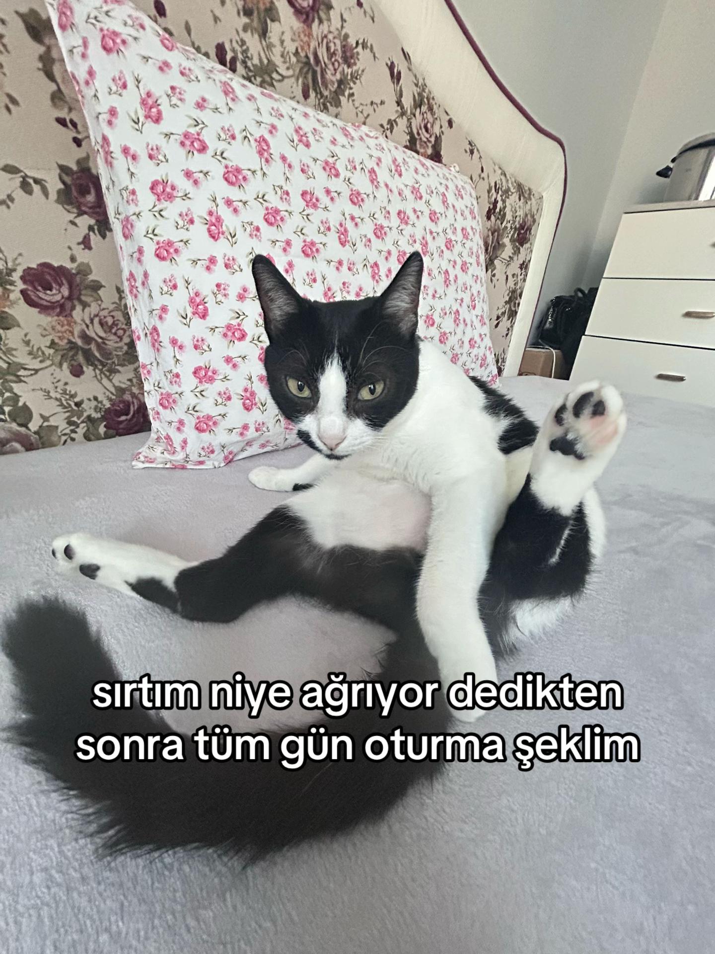 @eda ✩₊˚.⋆☾𓃠☽⋆⁺₊✧