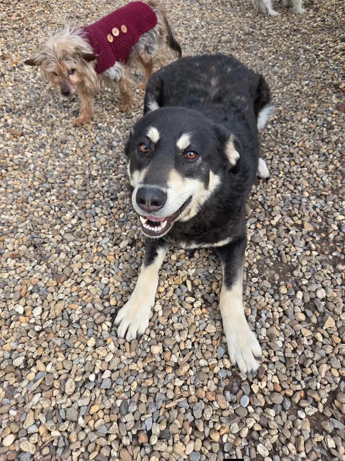 @Happy Paws Germany