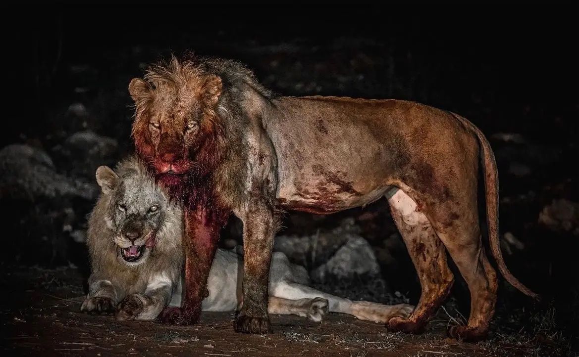 @dark_animals
