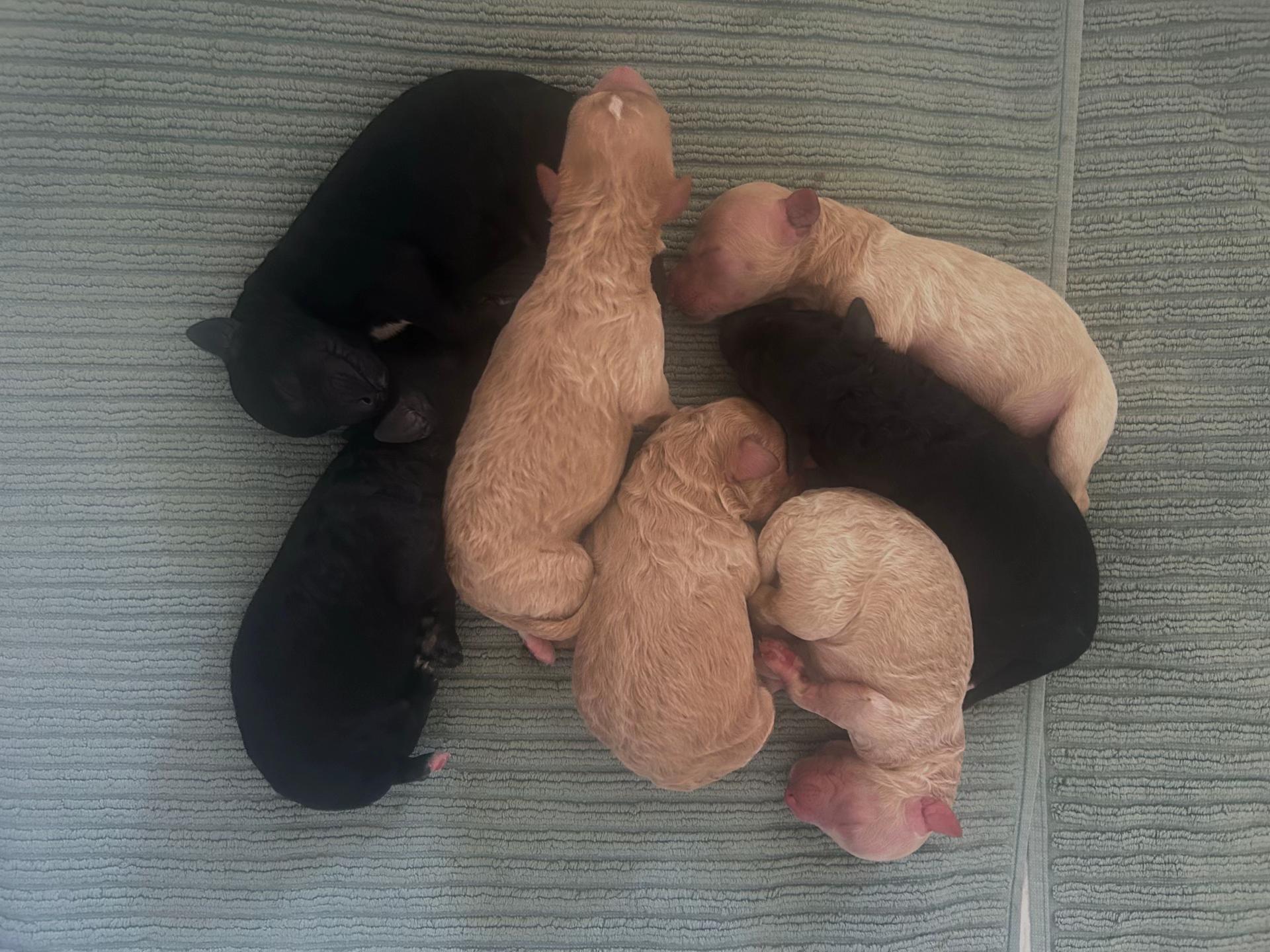 @lina