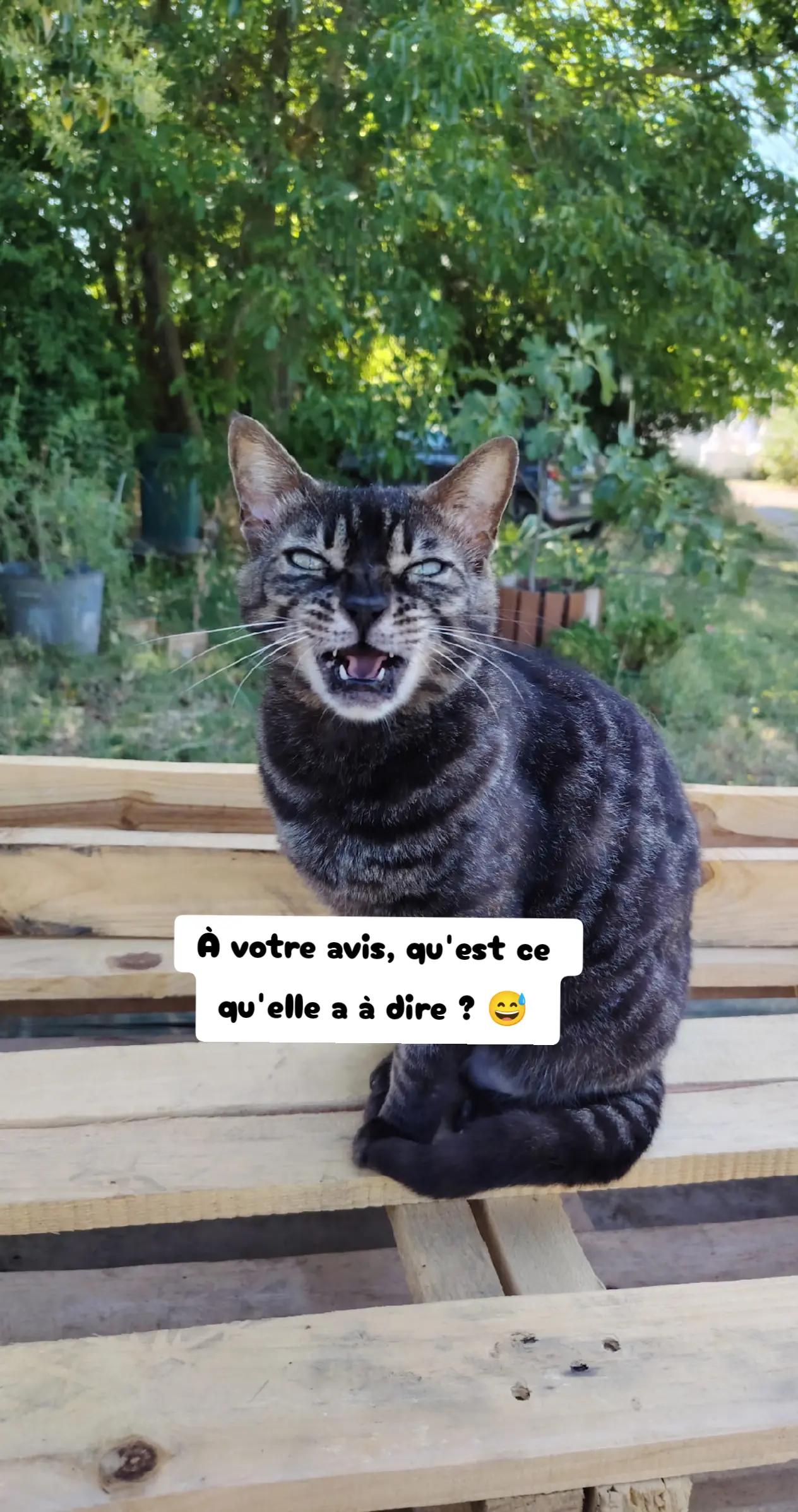 @Galactic Bengal