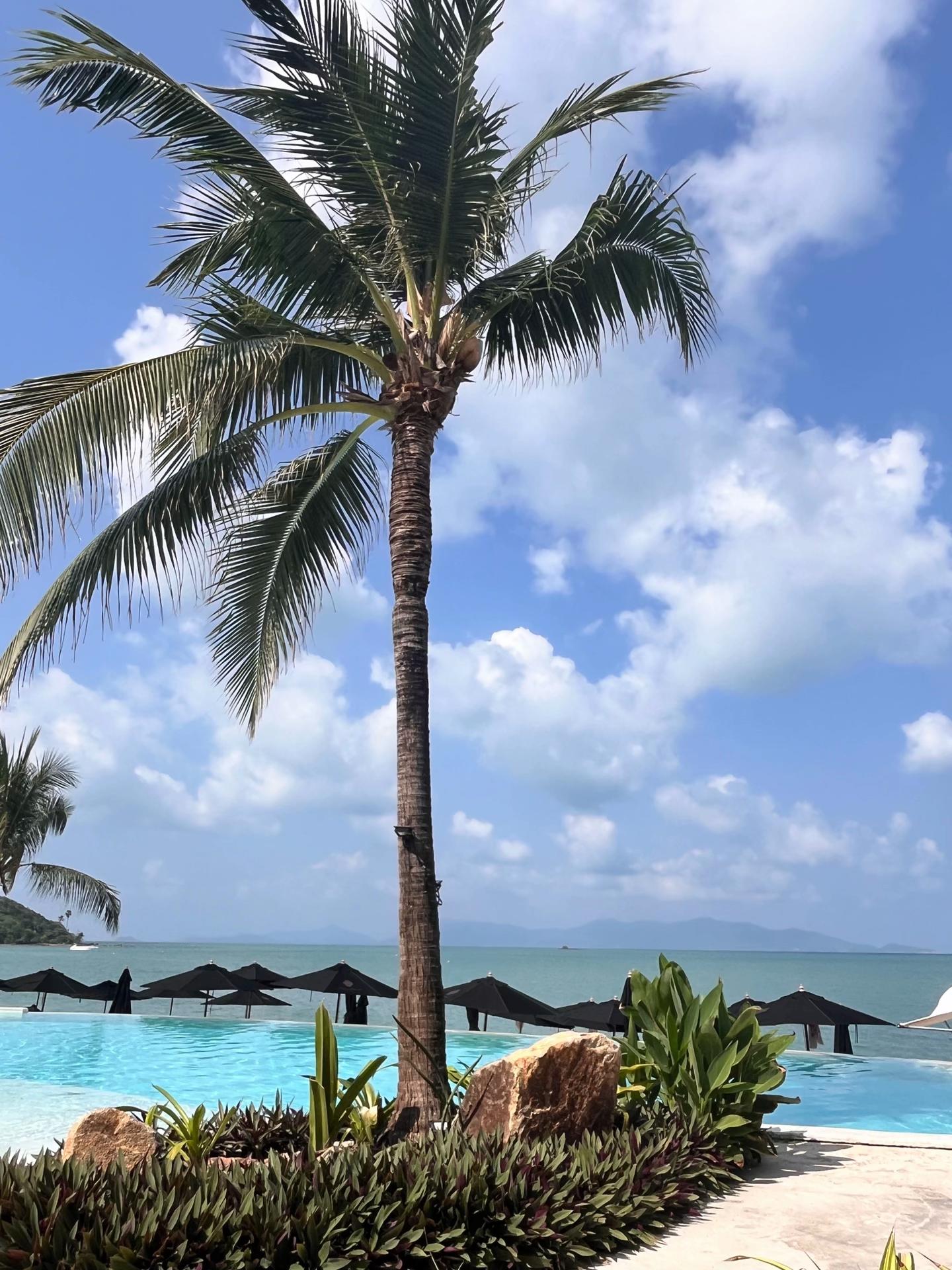 @🏝️ Magical Island Samui 🌴🍹
