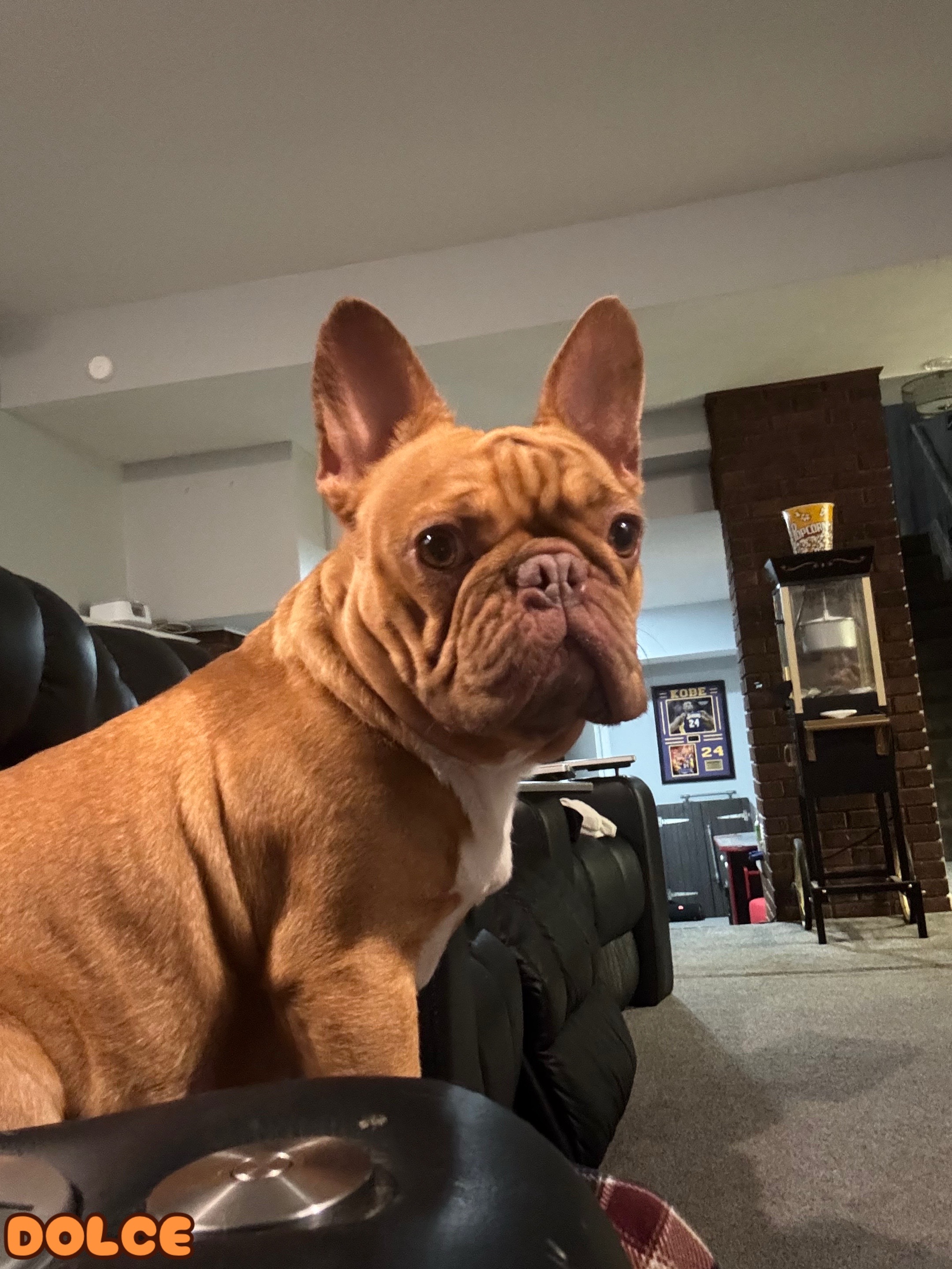 @prettyboykennels