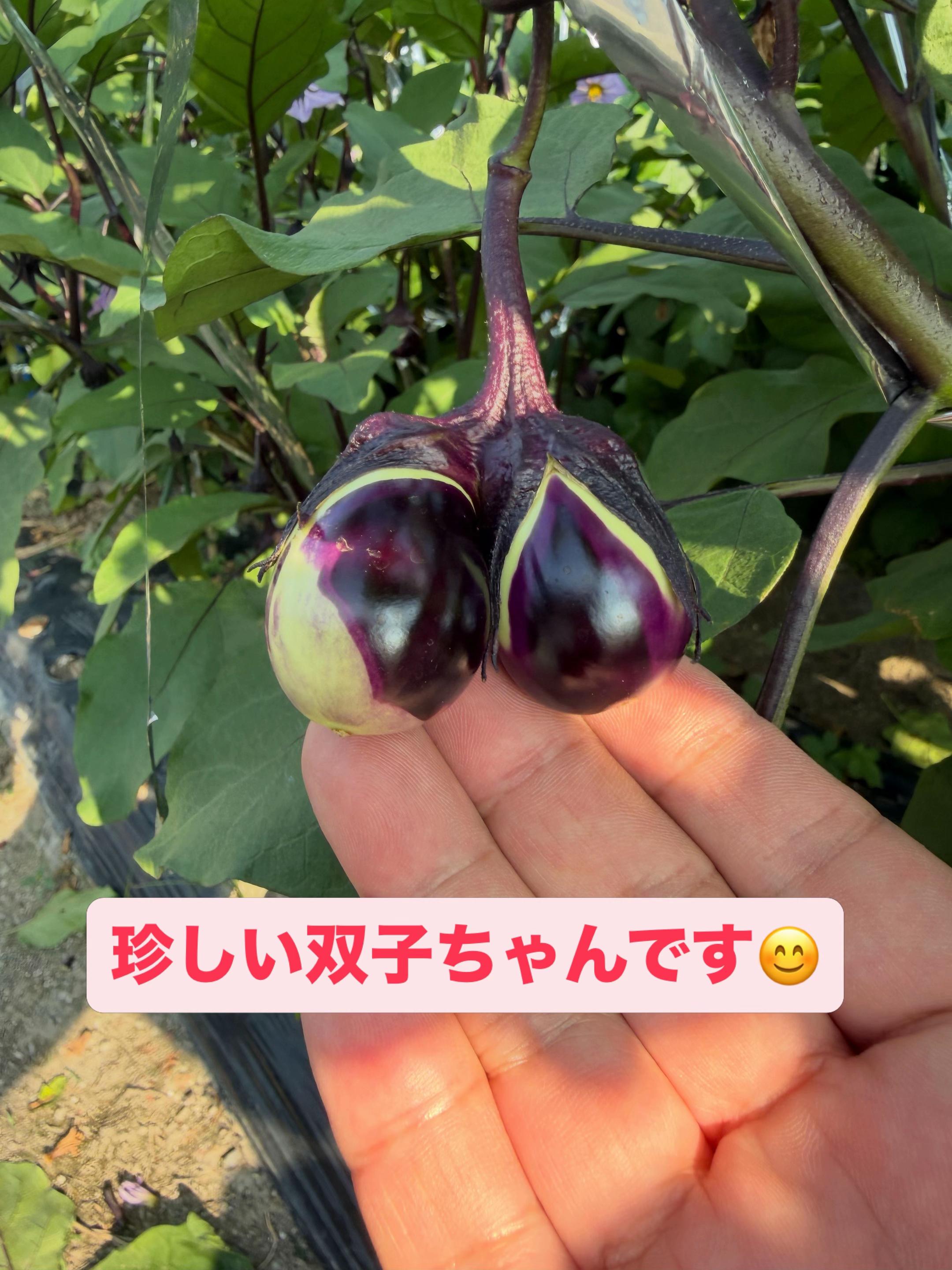 @堀井農園