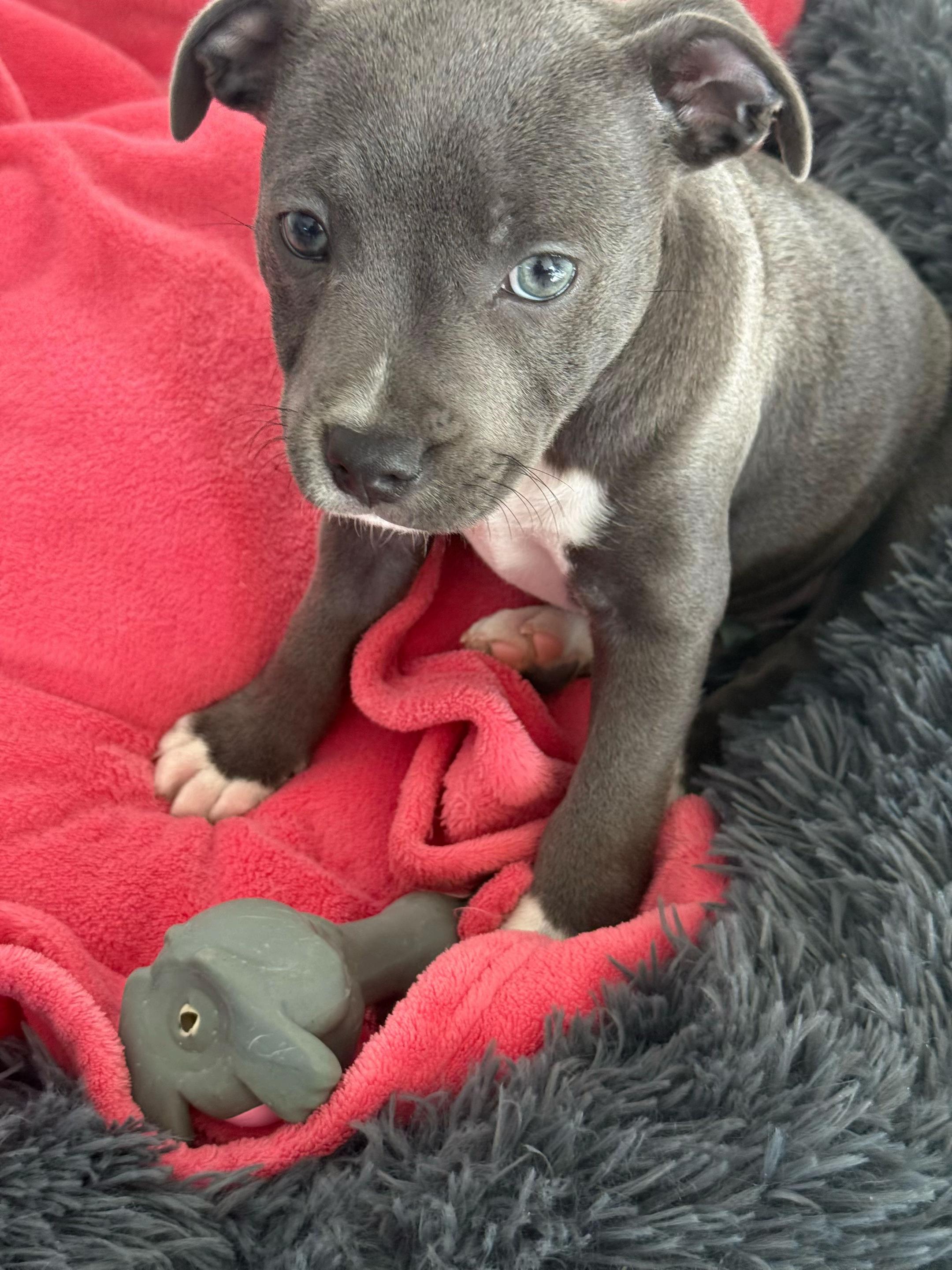 @staffy Alya