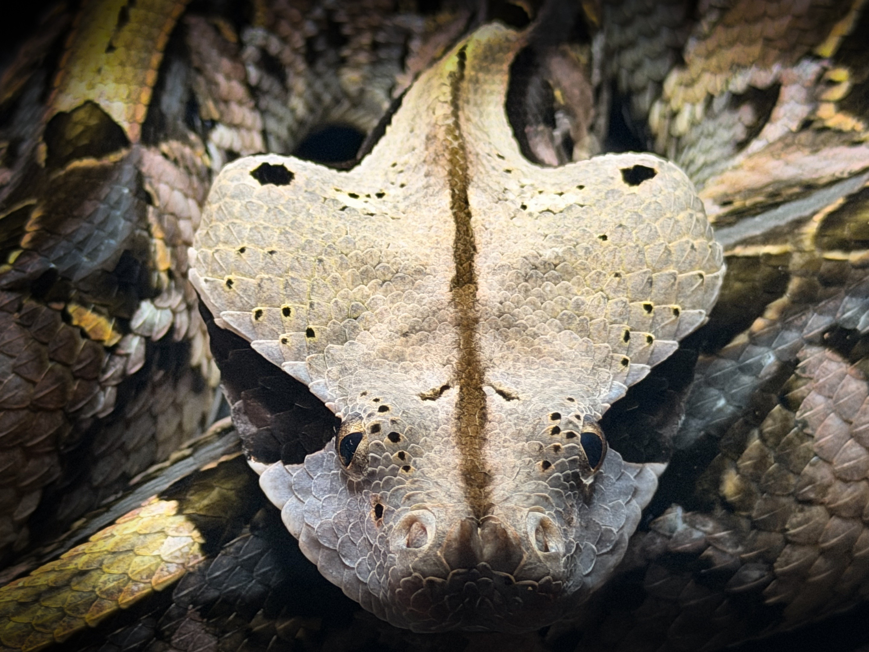 @SavageryReptiles