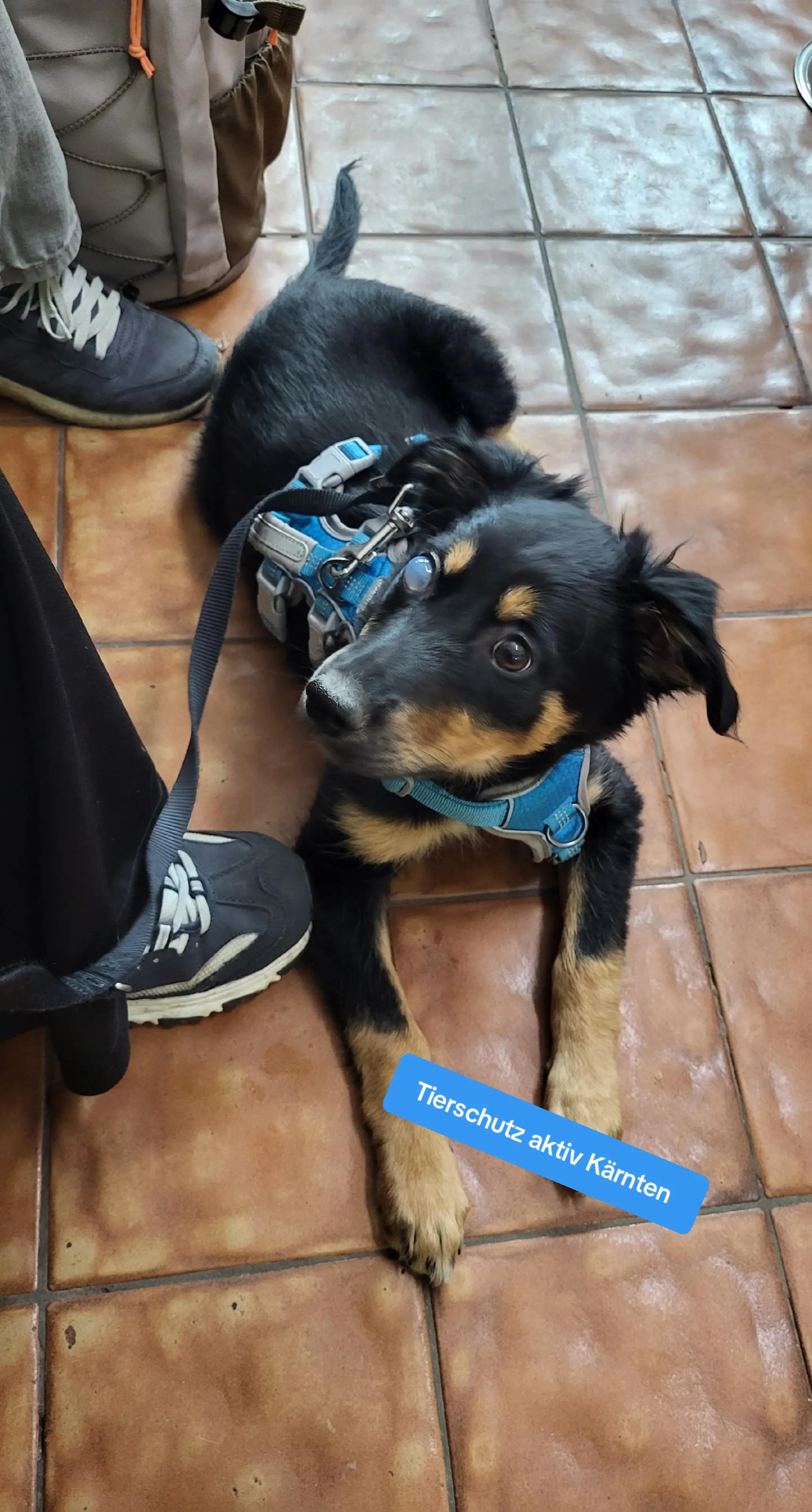 @tierschutz_aktivkaernten