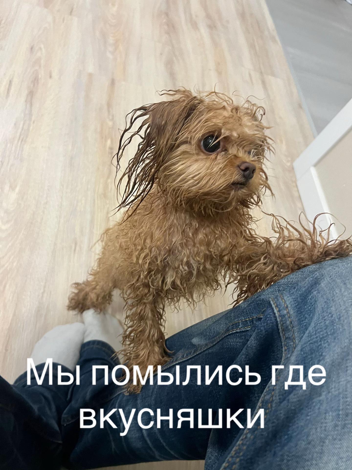 @Козлик Бафомет