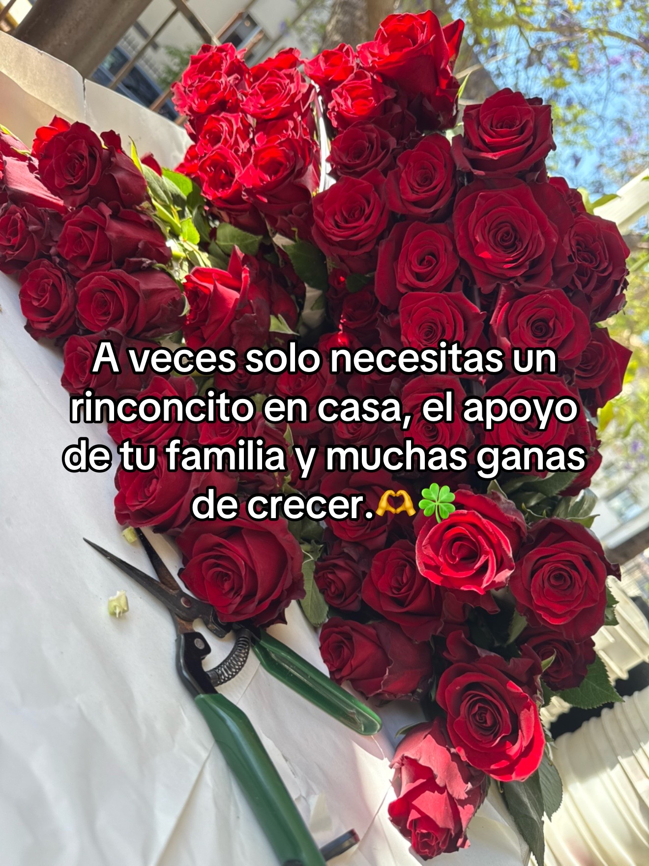 @Clari Velasquez ☘️🌹🌻🍒
