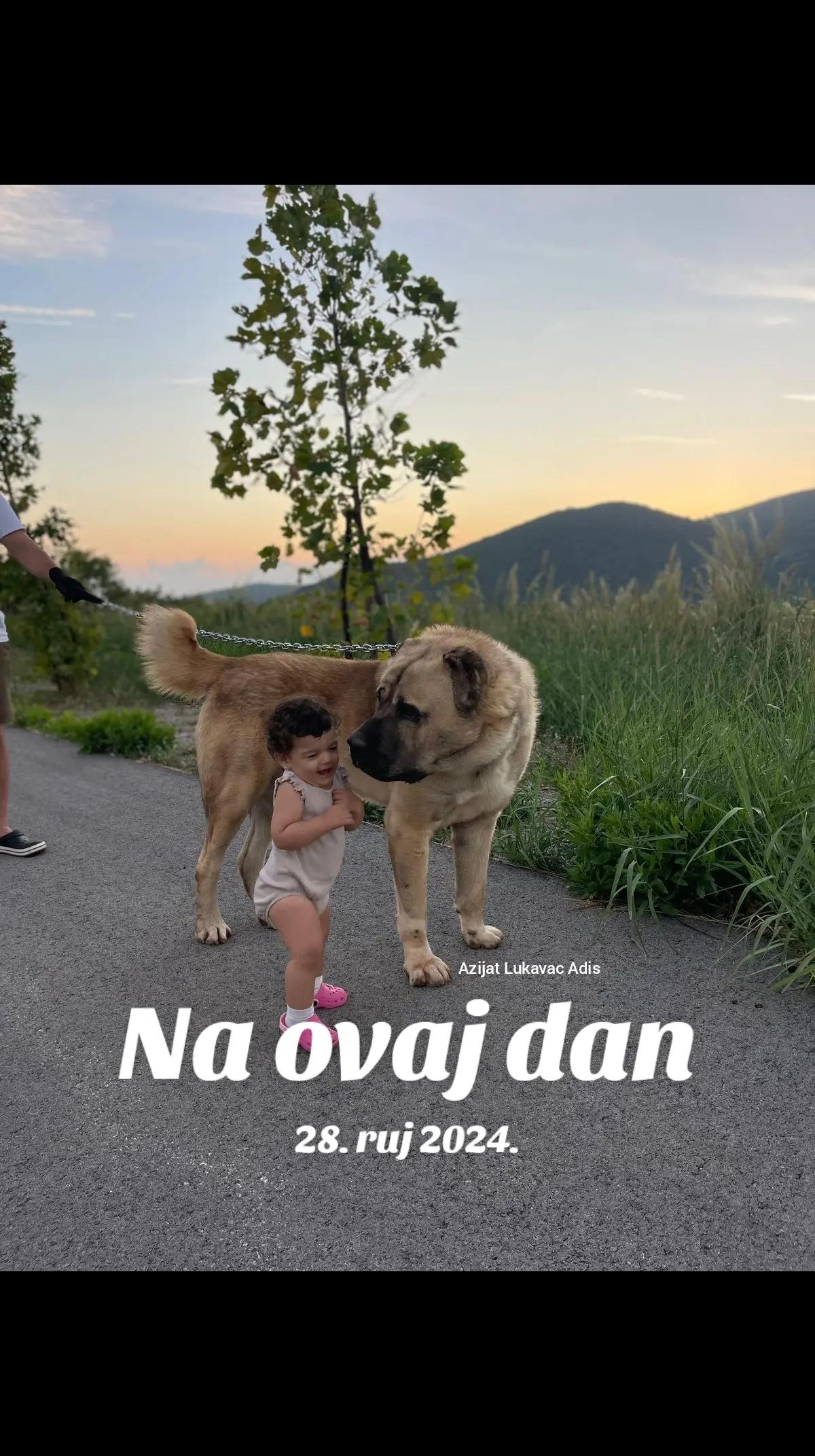@Alabai Dogs Adis