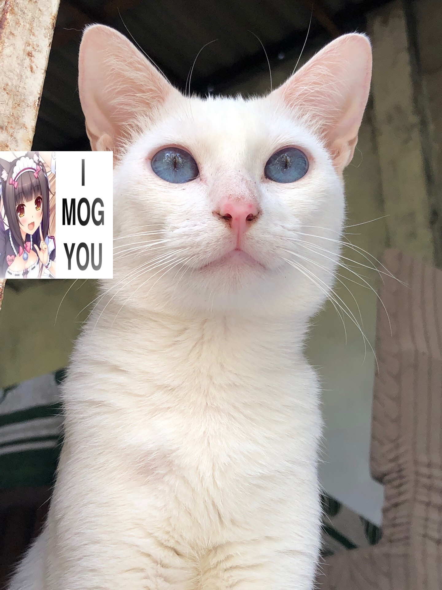 @𖾕𖾝꙼ᩚ𛲕𖾟