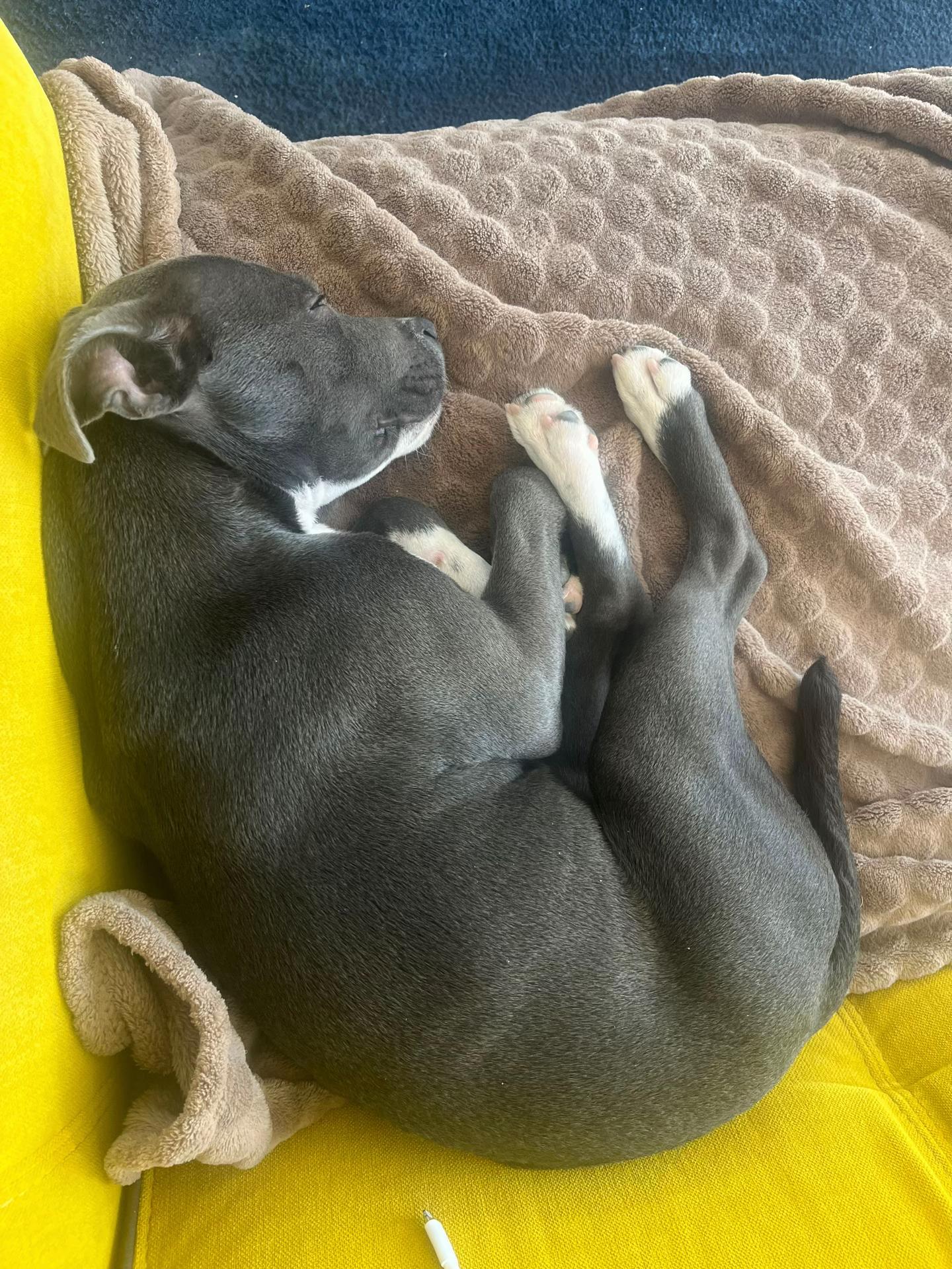 @staffy Alya