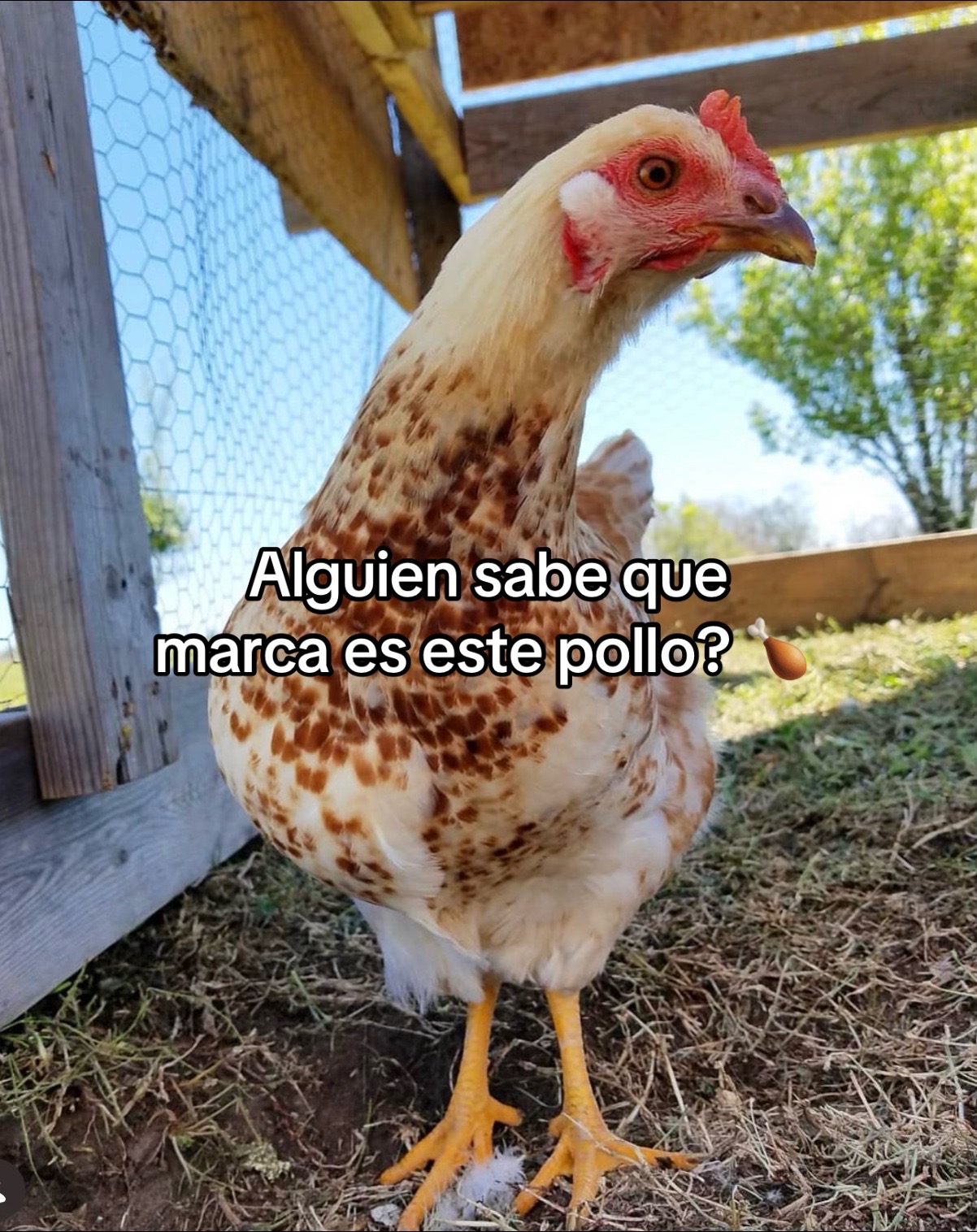 @peachyhomestead
