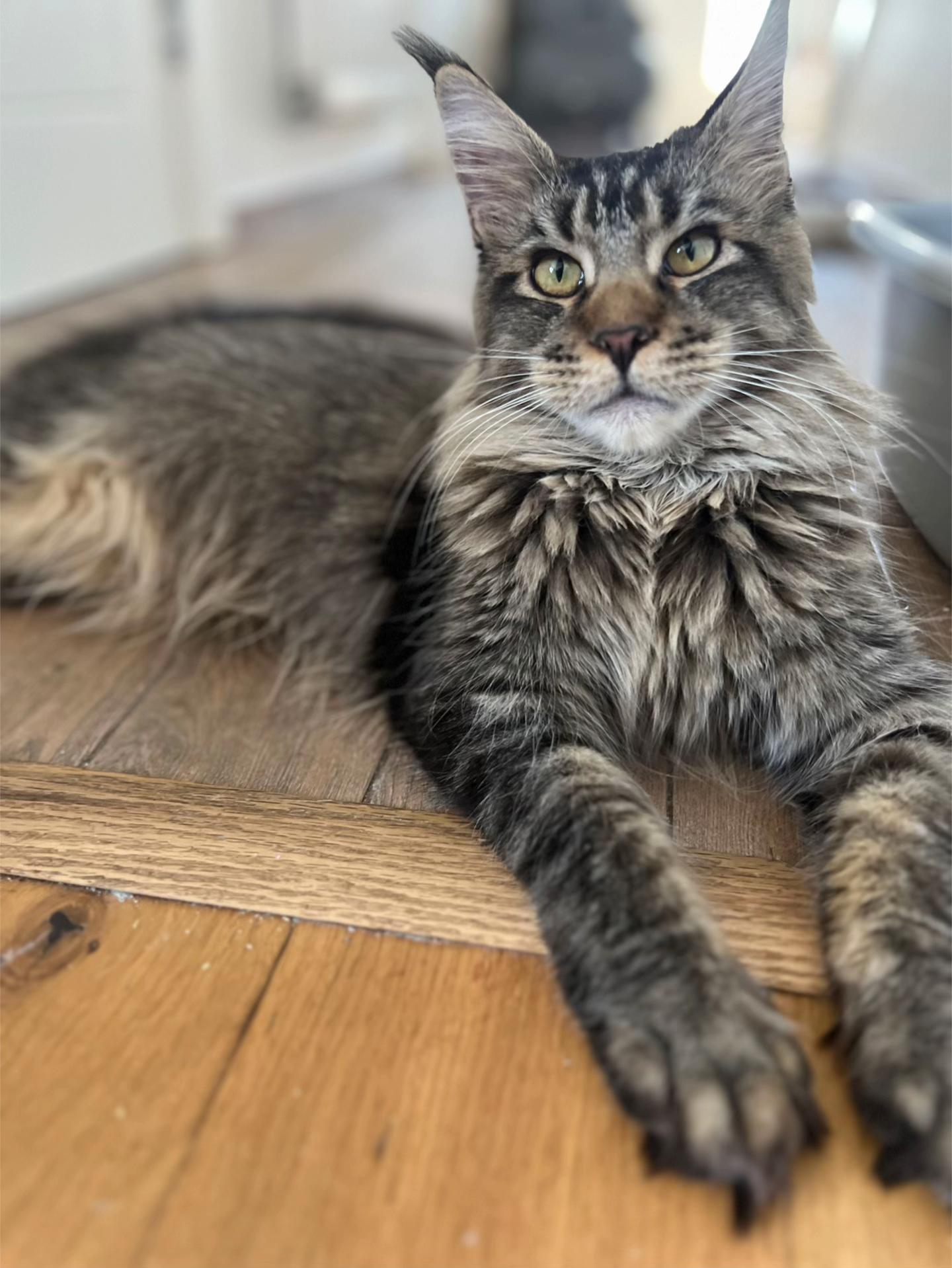@Meercats MaineCoon