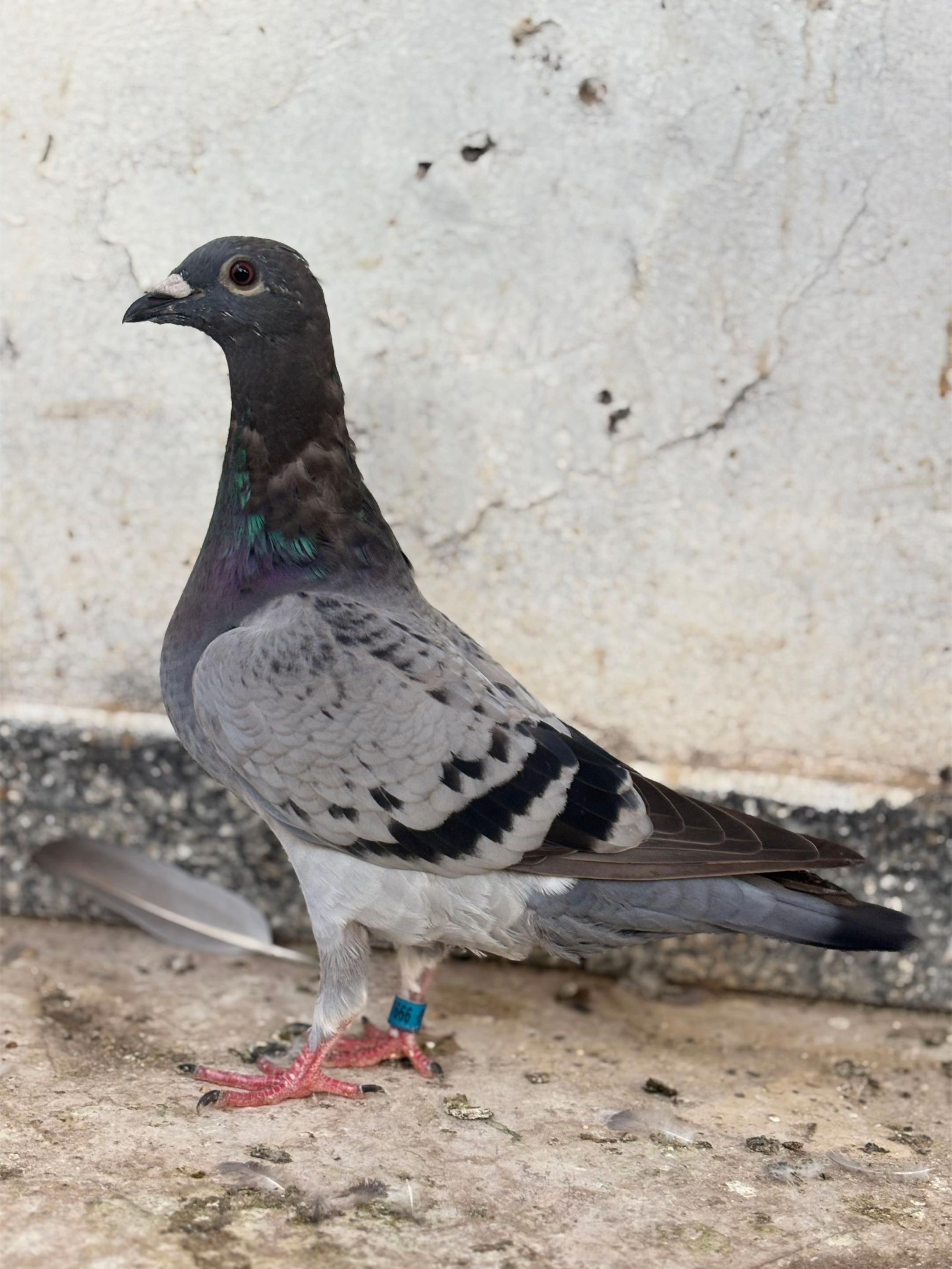 @OMZOLOFT🕊🦜🇸🇳