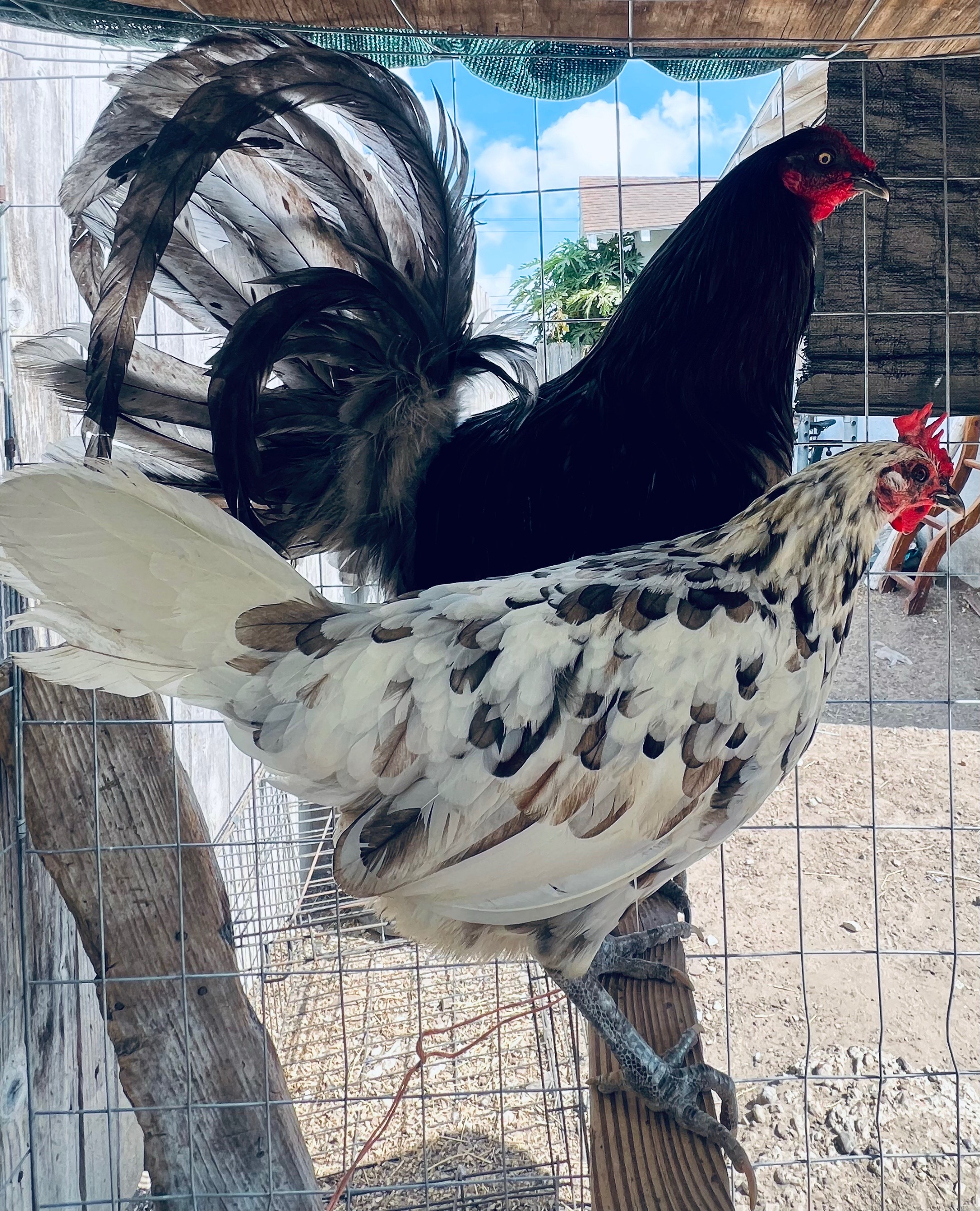 @Venturas mug gamefowl