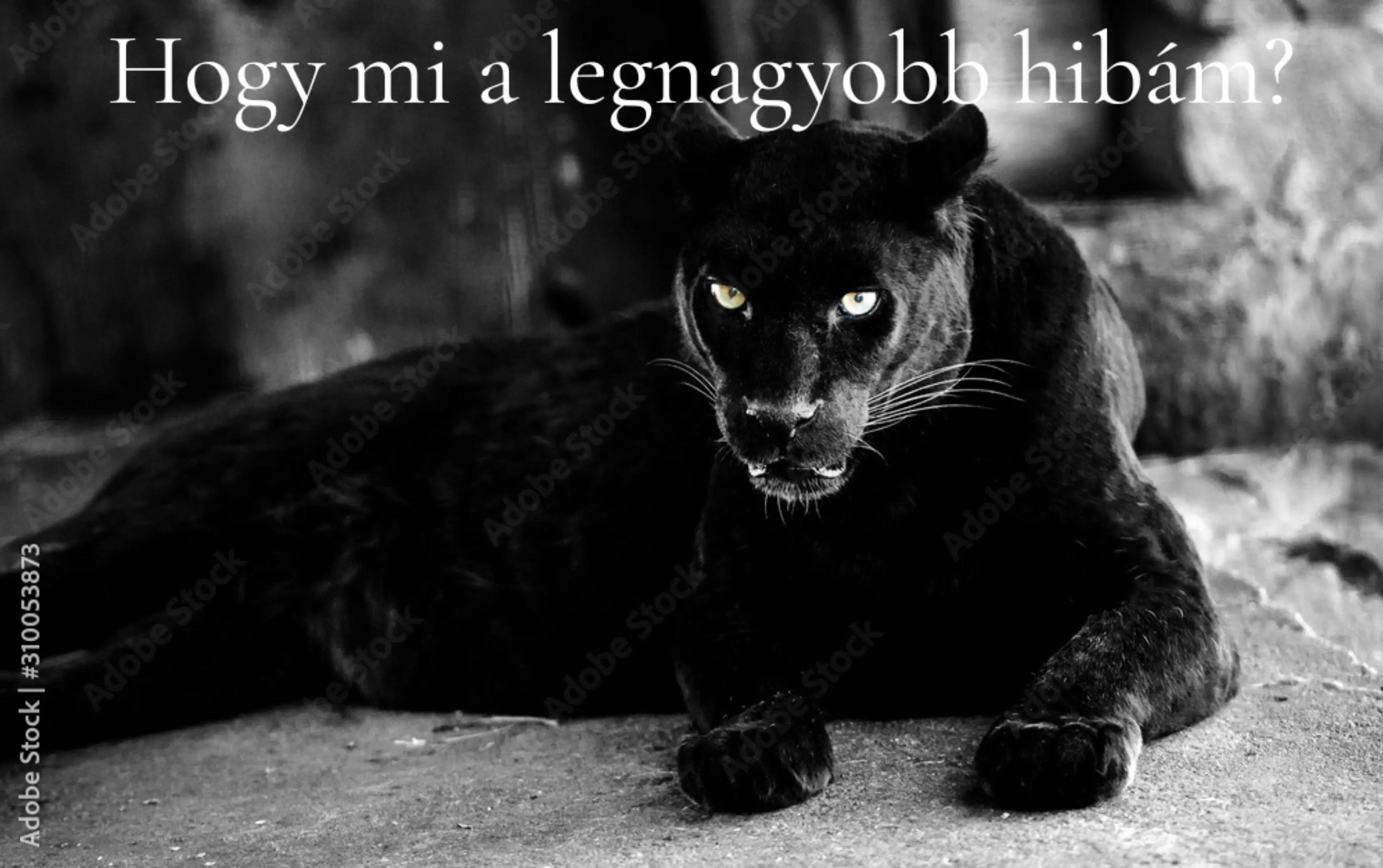 @Black Lady
