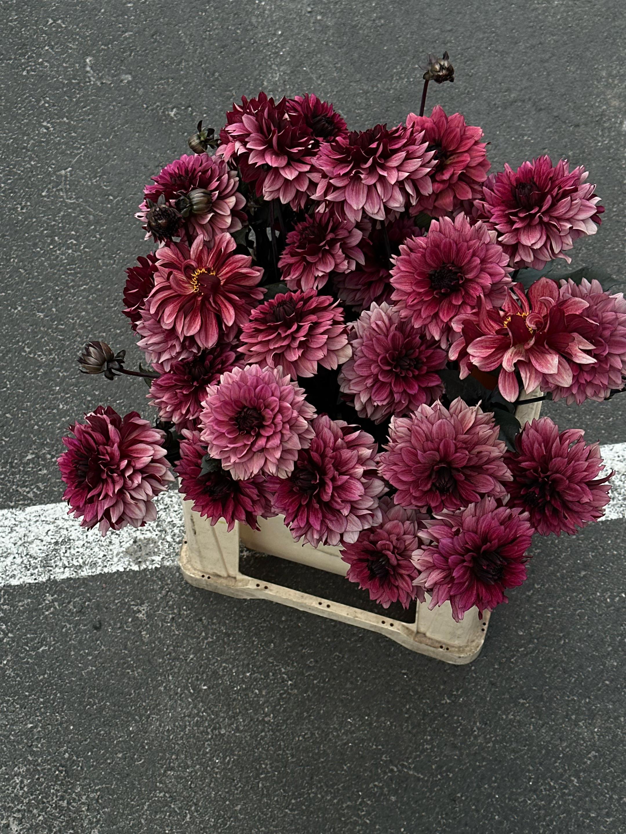 @gardenist.concept