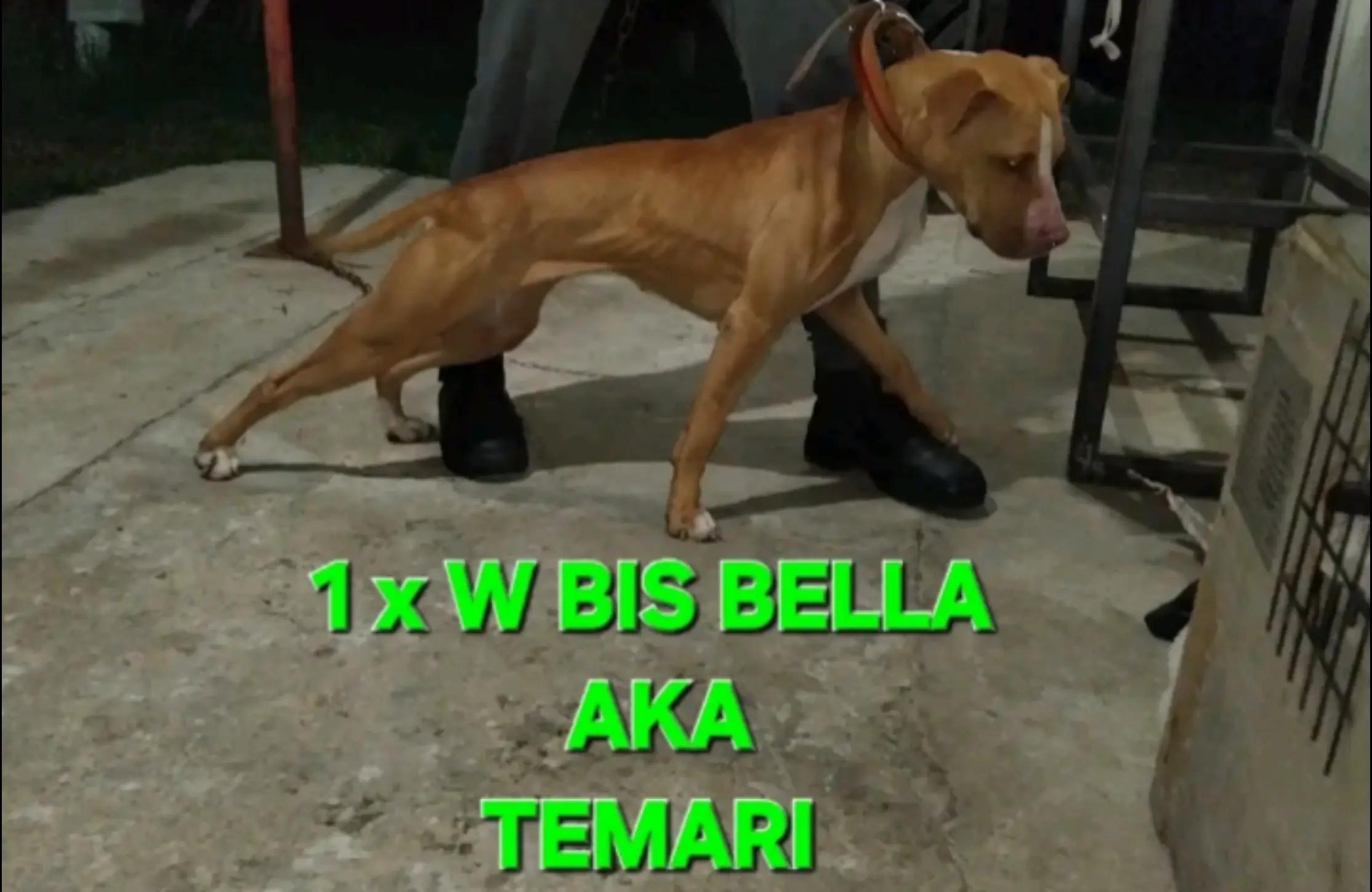 @SAAPBT_GAMEDOGS