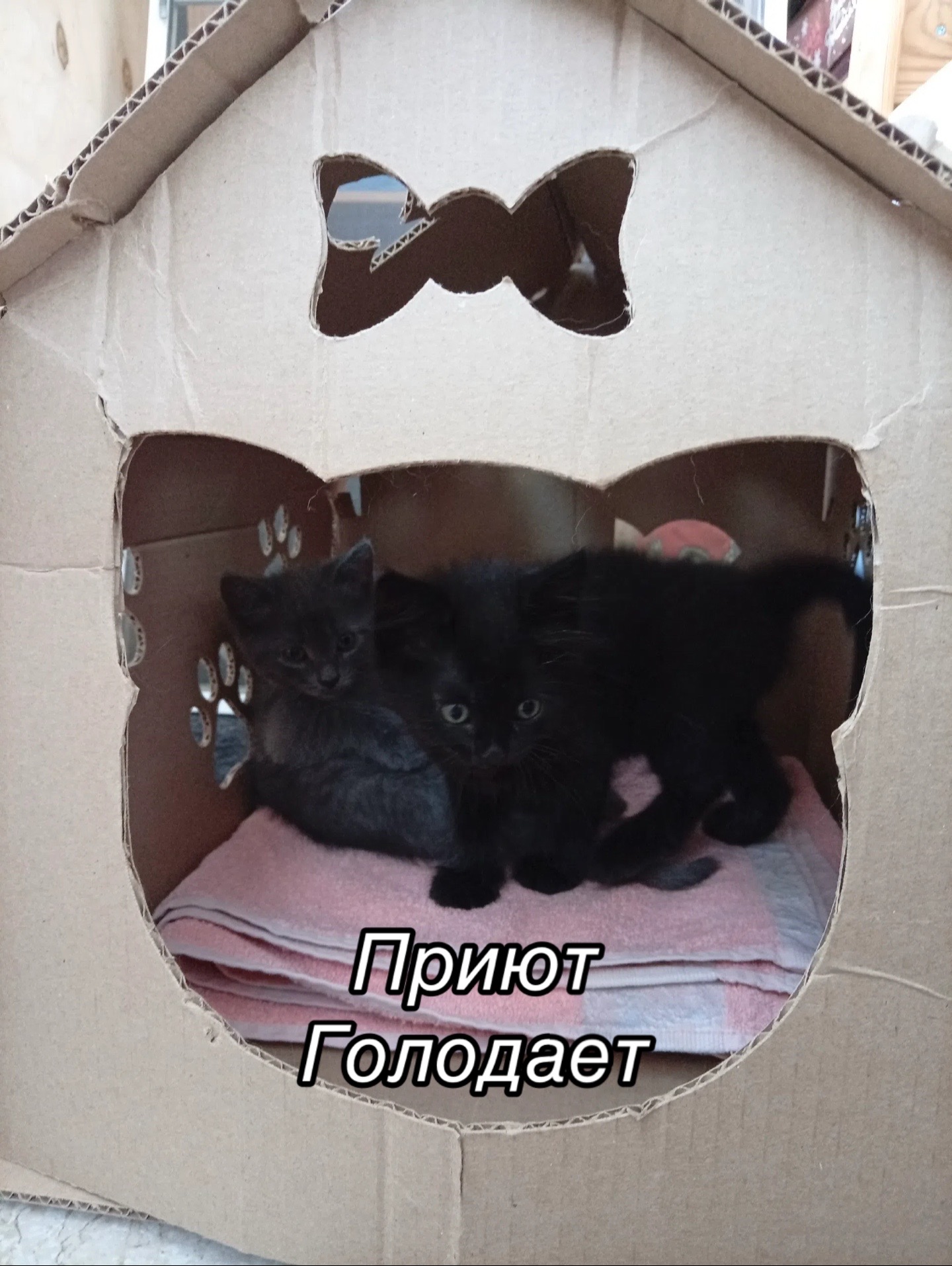 @Приют Потеряшка