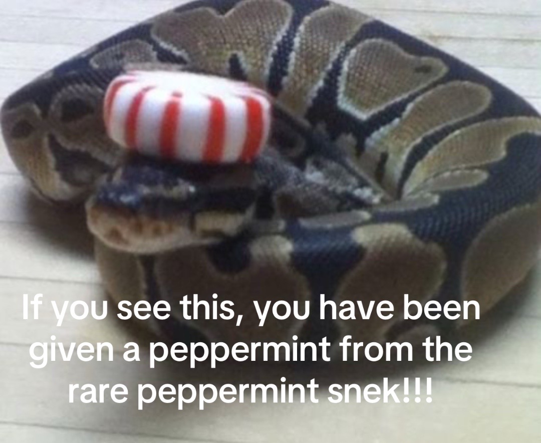 @Snek In A Hat