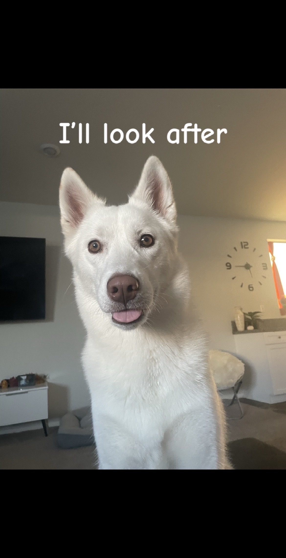 @Erza The Husky