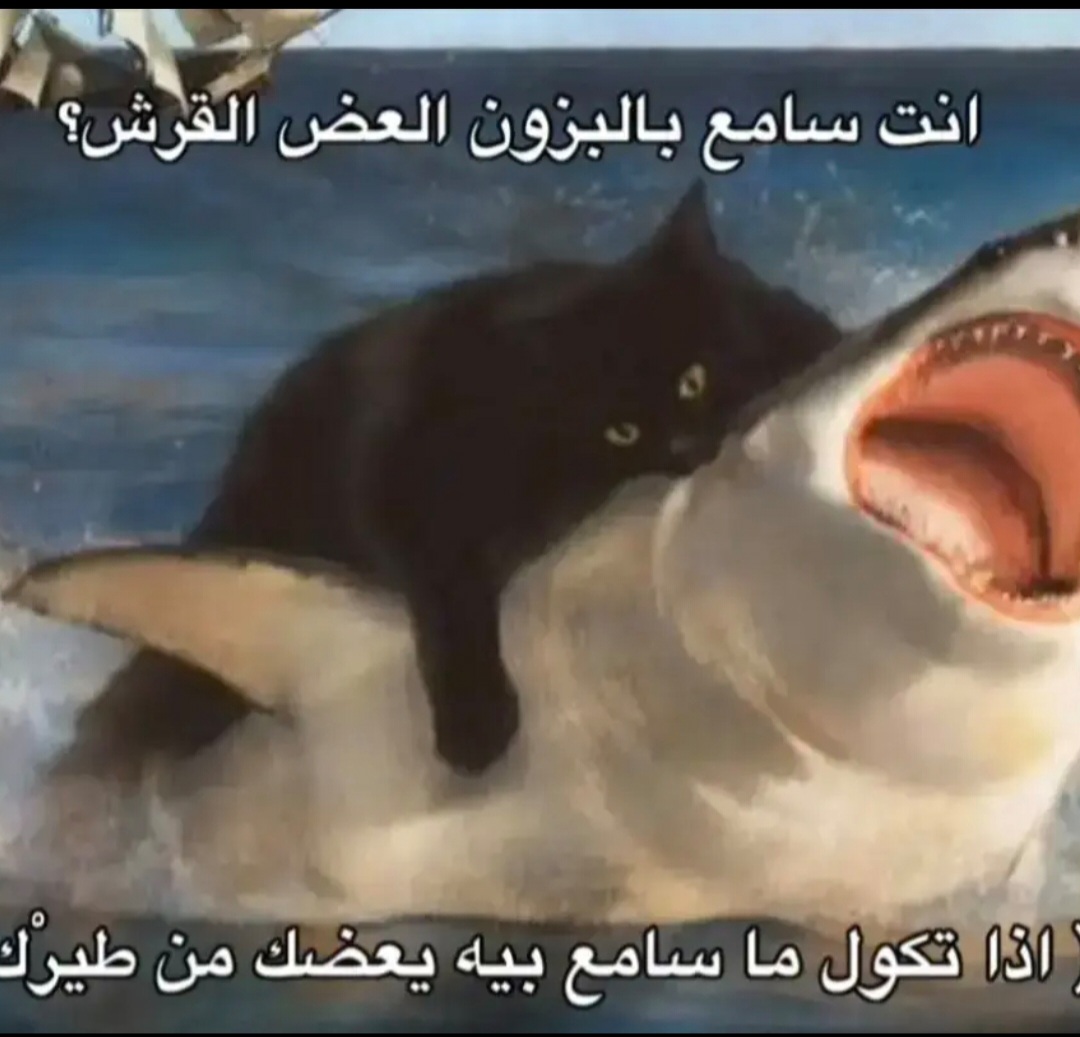 @انته اشوفك قشطه وشويه جبن🥵🙀