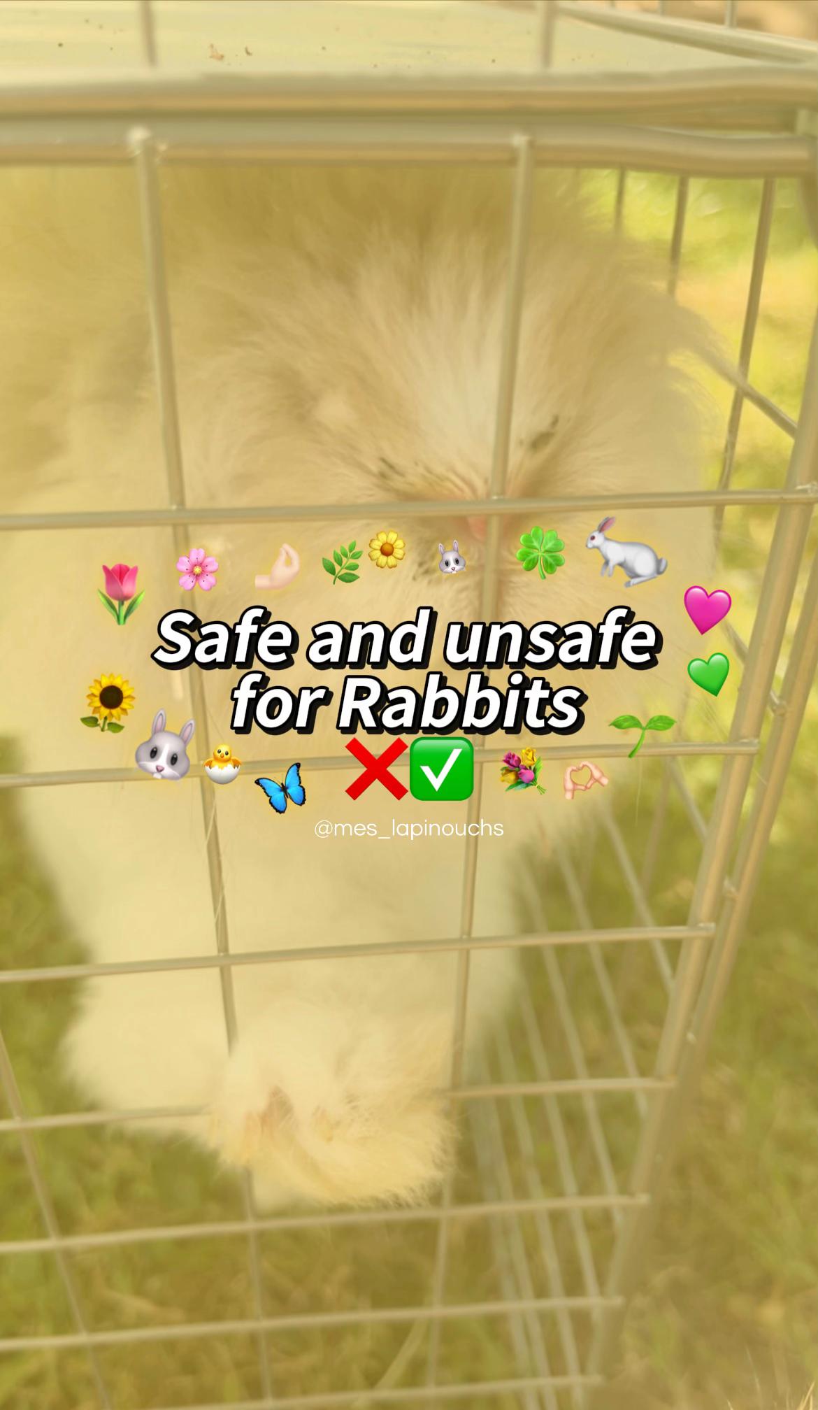 @Mes lapinouchs 🐰🐹