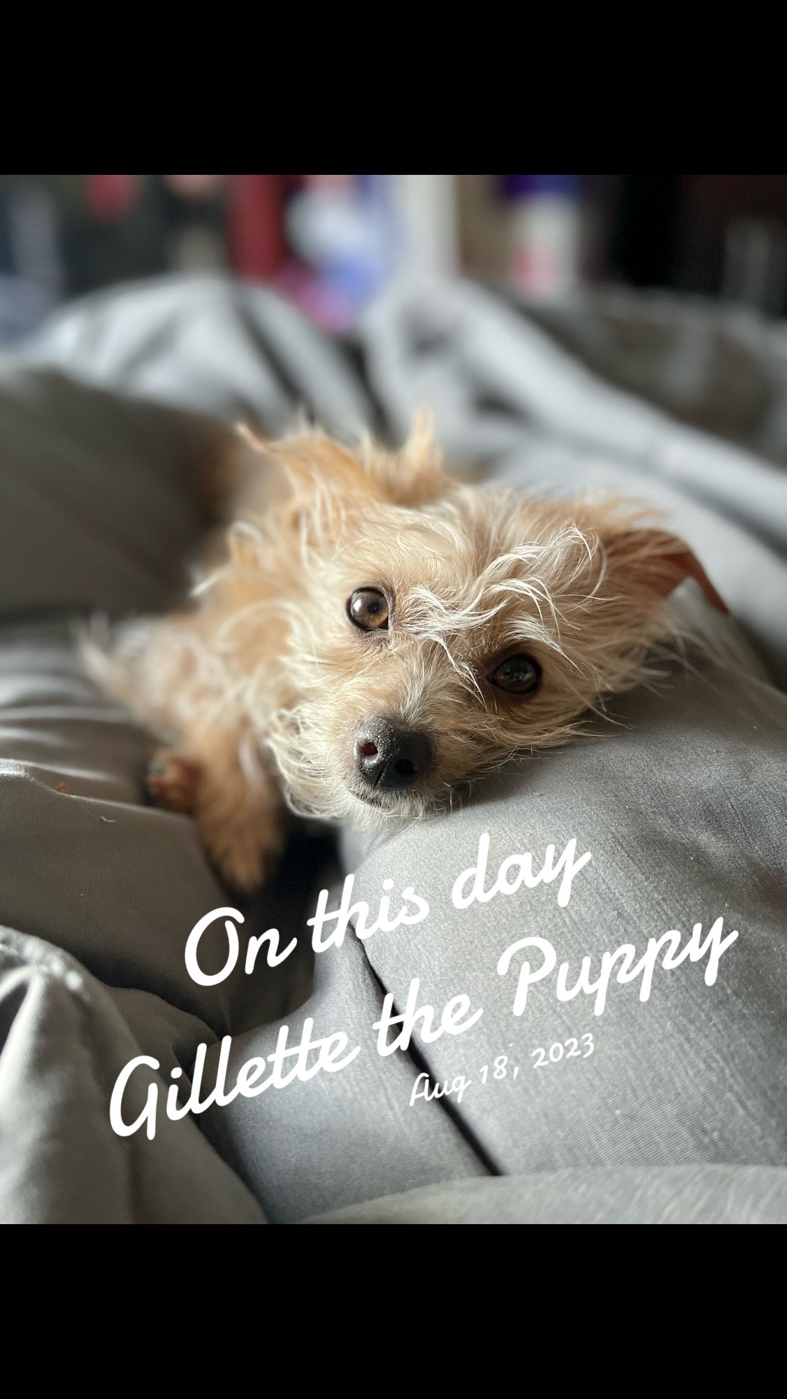 @Gillette the Puppy