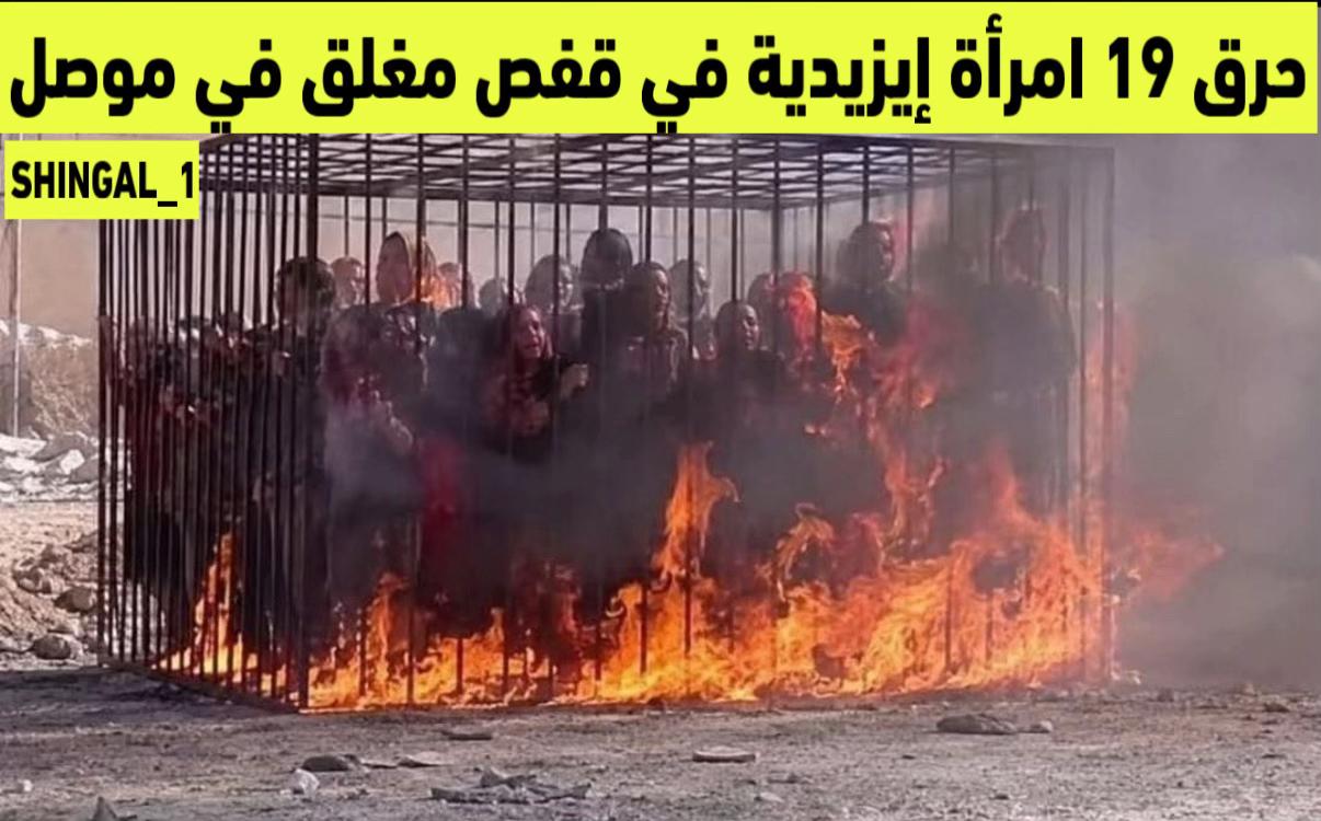 @shingal_1