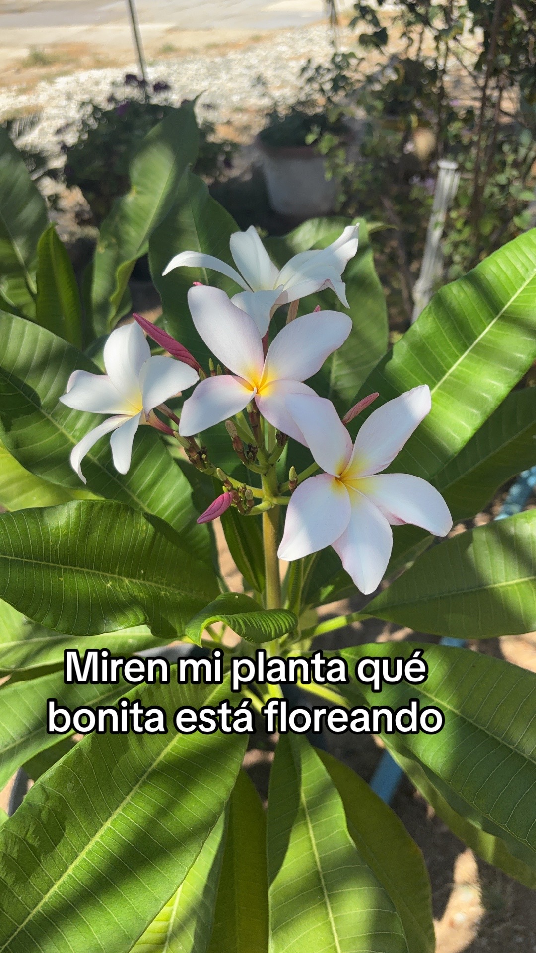 @Estrellita1496
