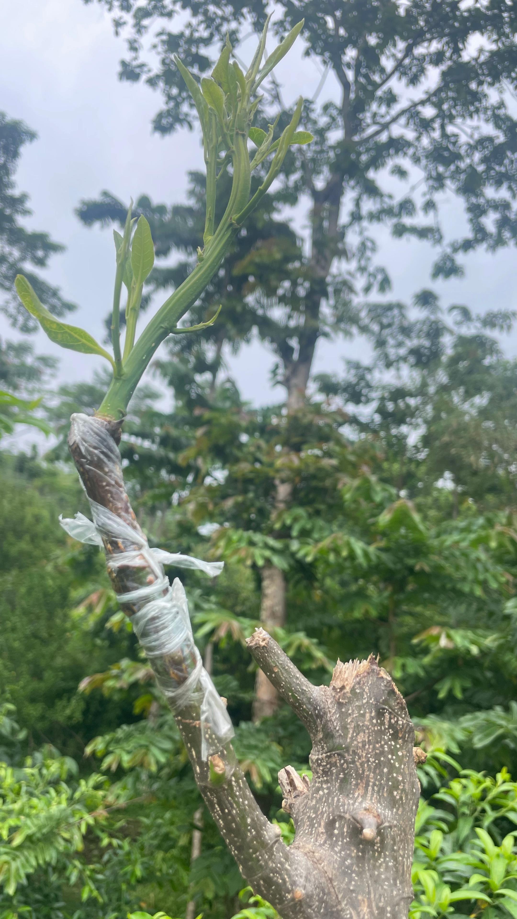 @नखावा कृषि