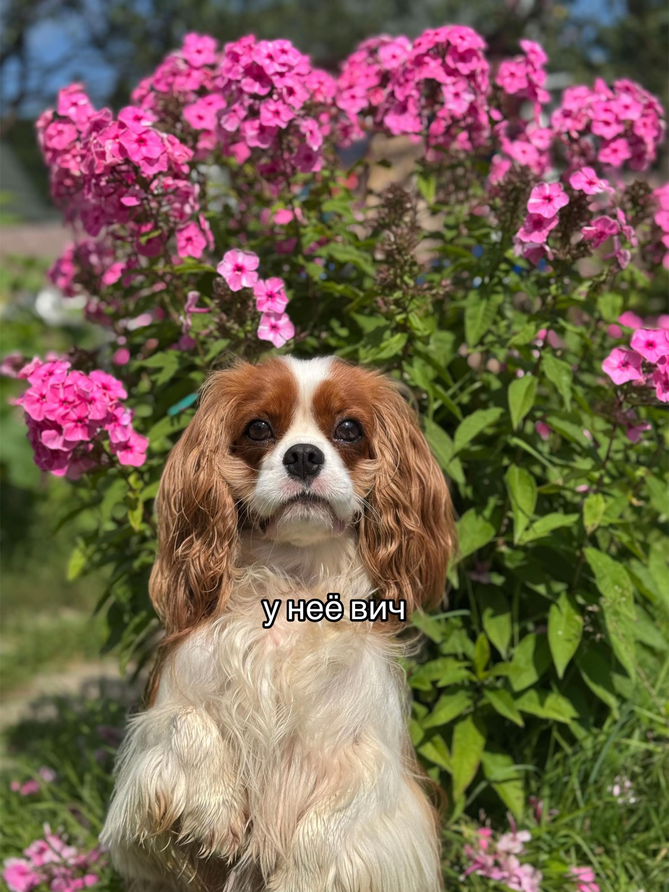 @Фаби🐶
