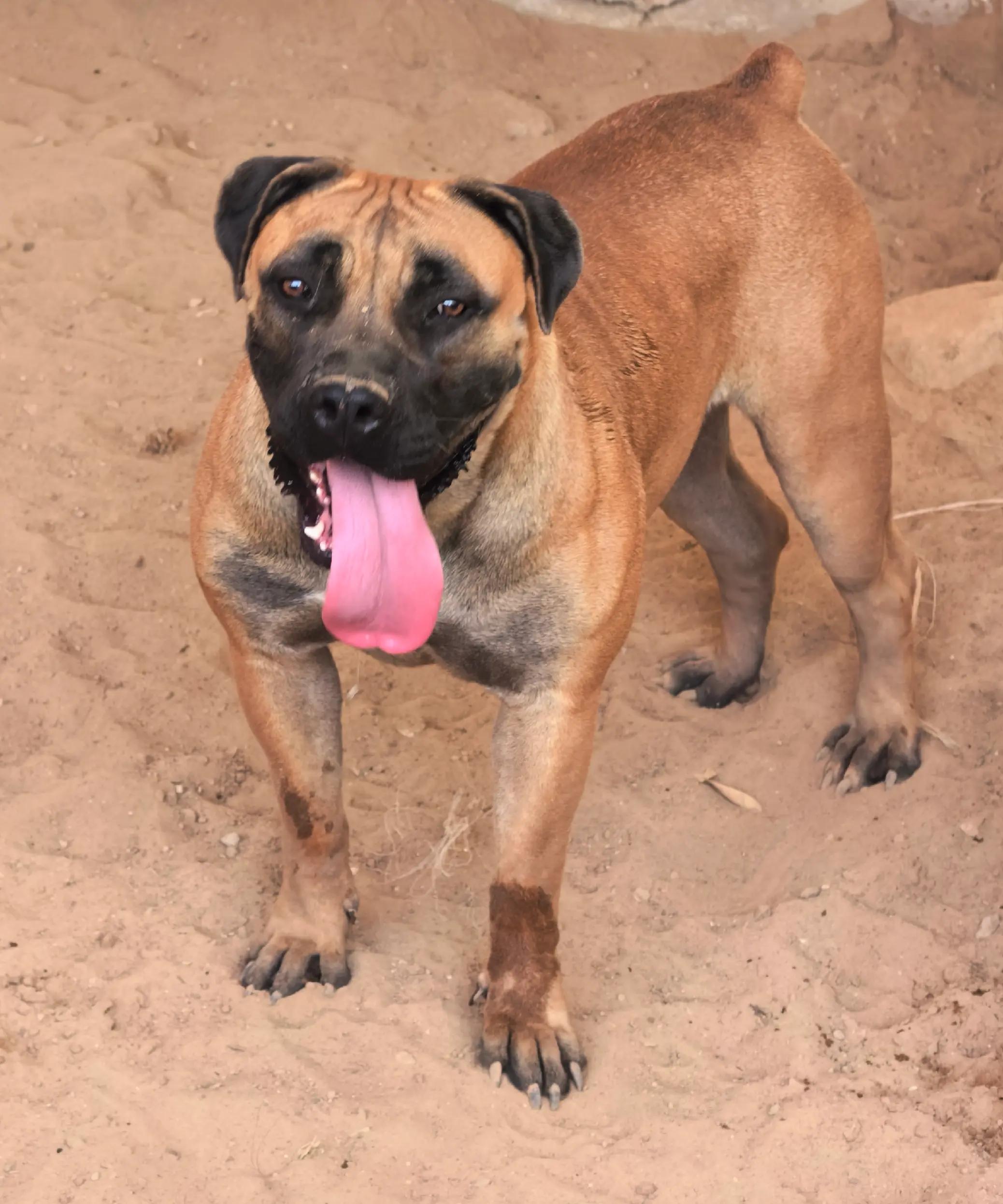 @Irie Boerboels Sn