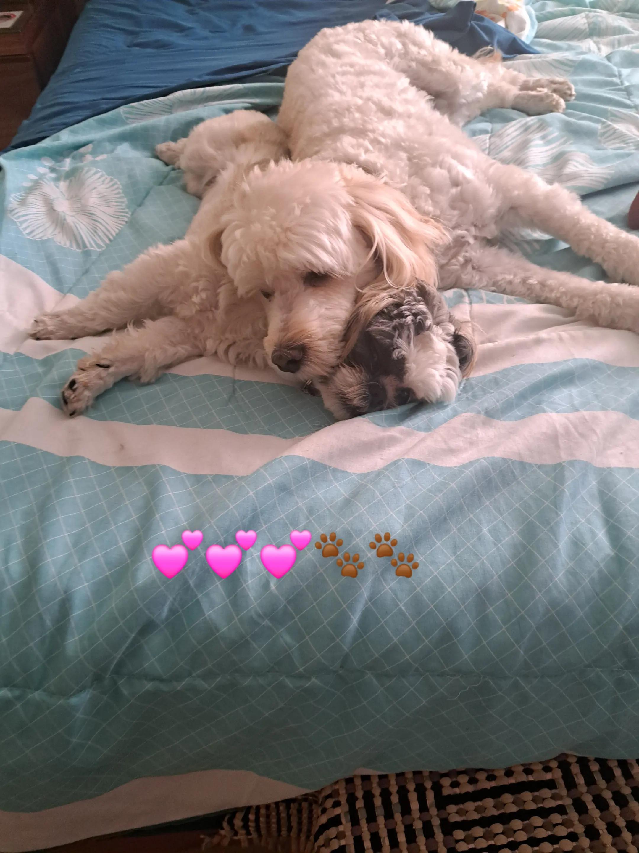 @Harry y Mila Life 🐶🐾