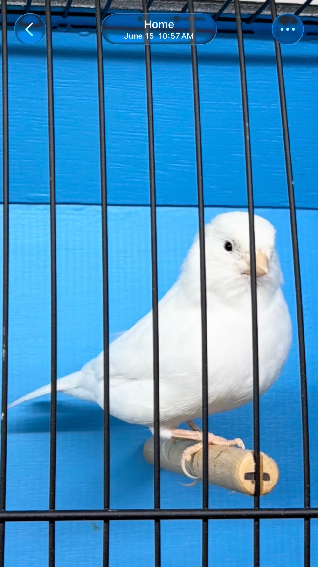 @AviarioUreña