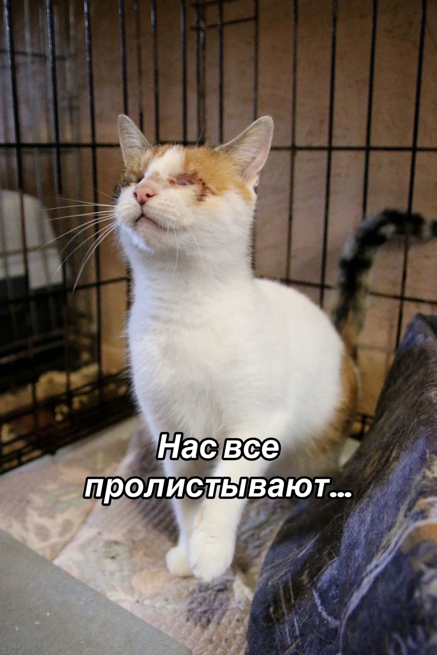 @Приют Потеряшка