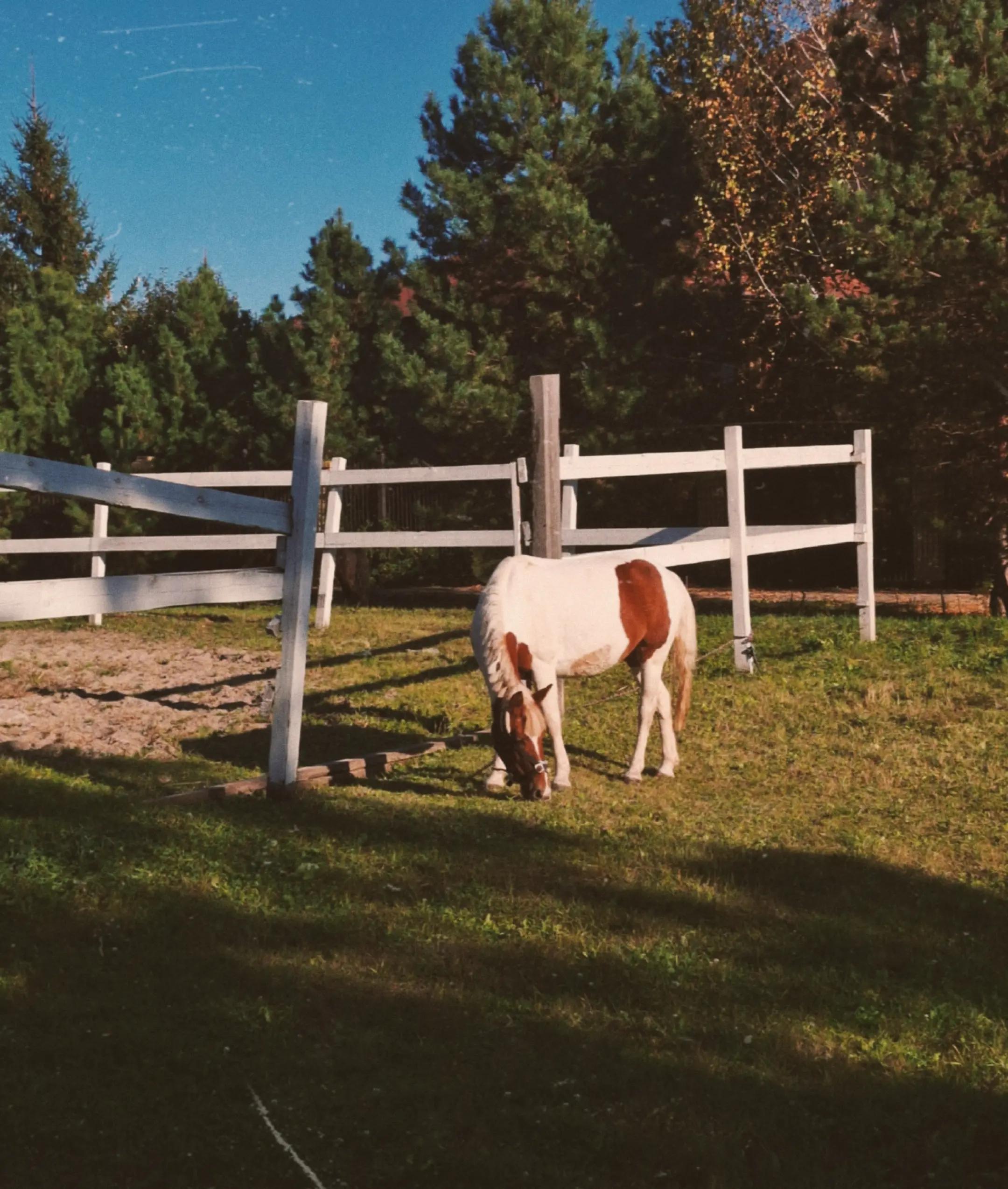 @Dari21🍁🐴⭐️