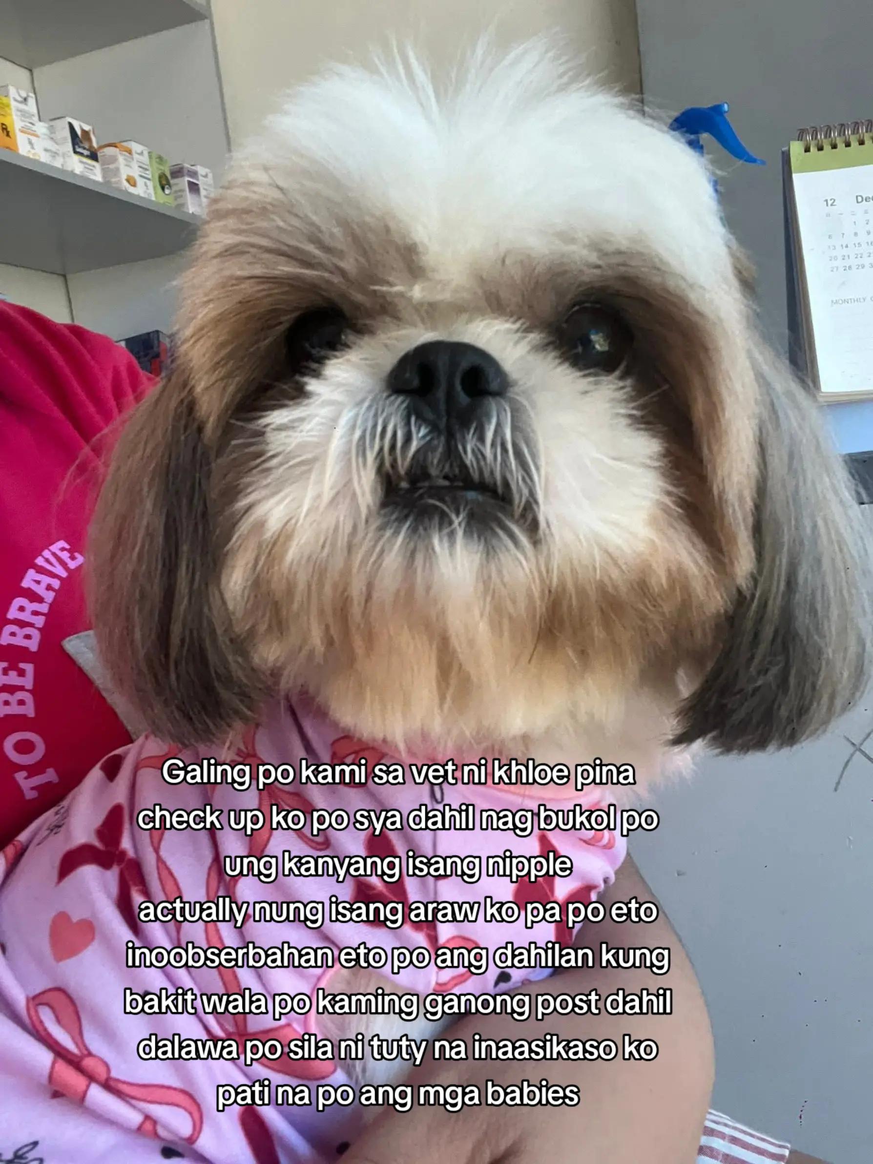 @PawmilyaSweettzu & Furbuddies