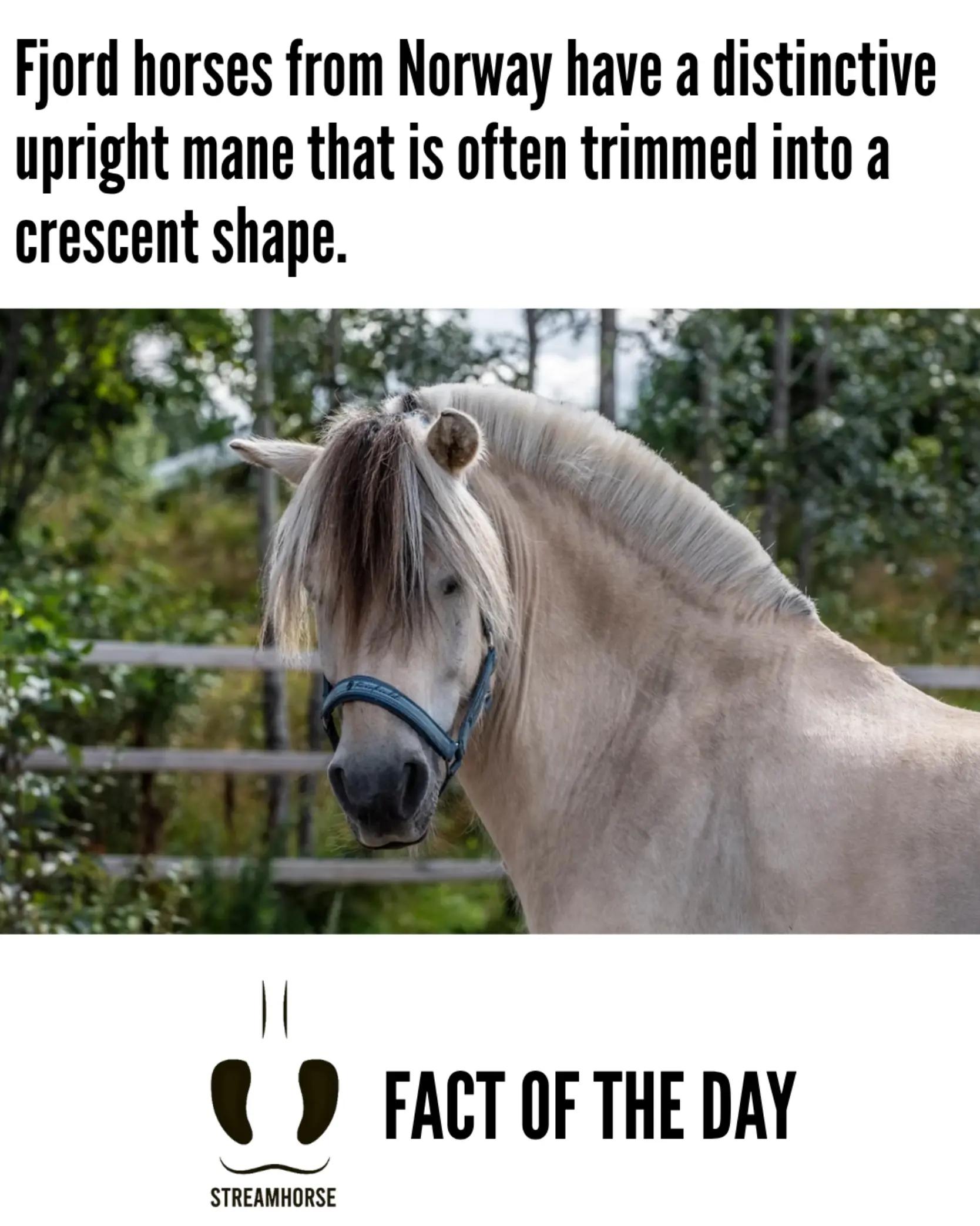 @streamhorse