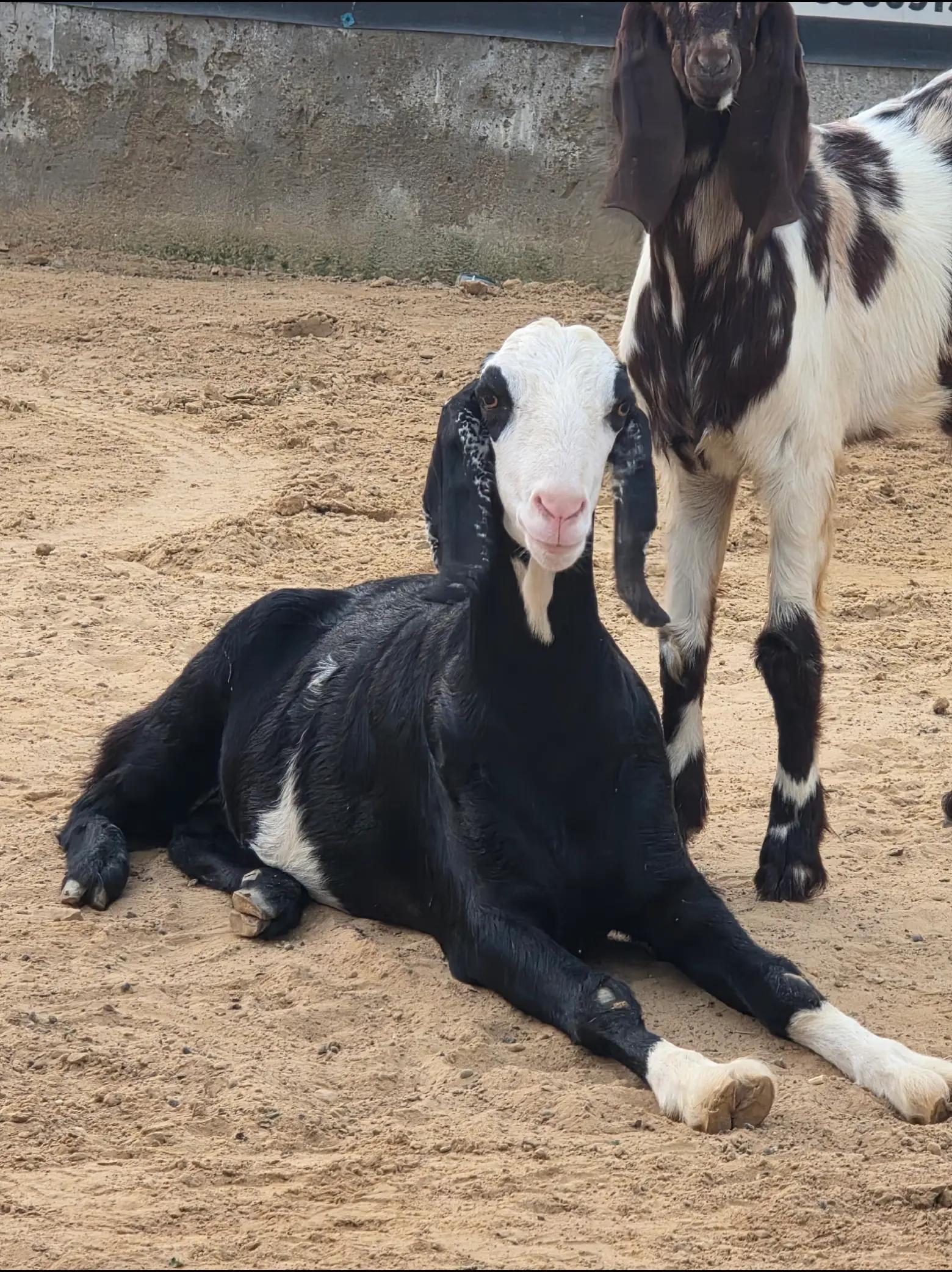 @MI Cattle Farm