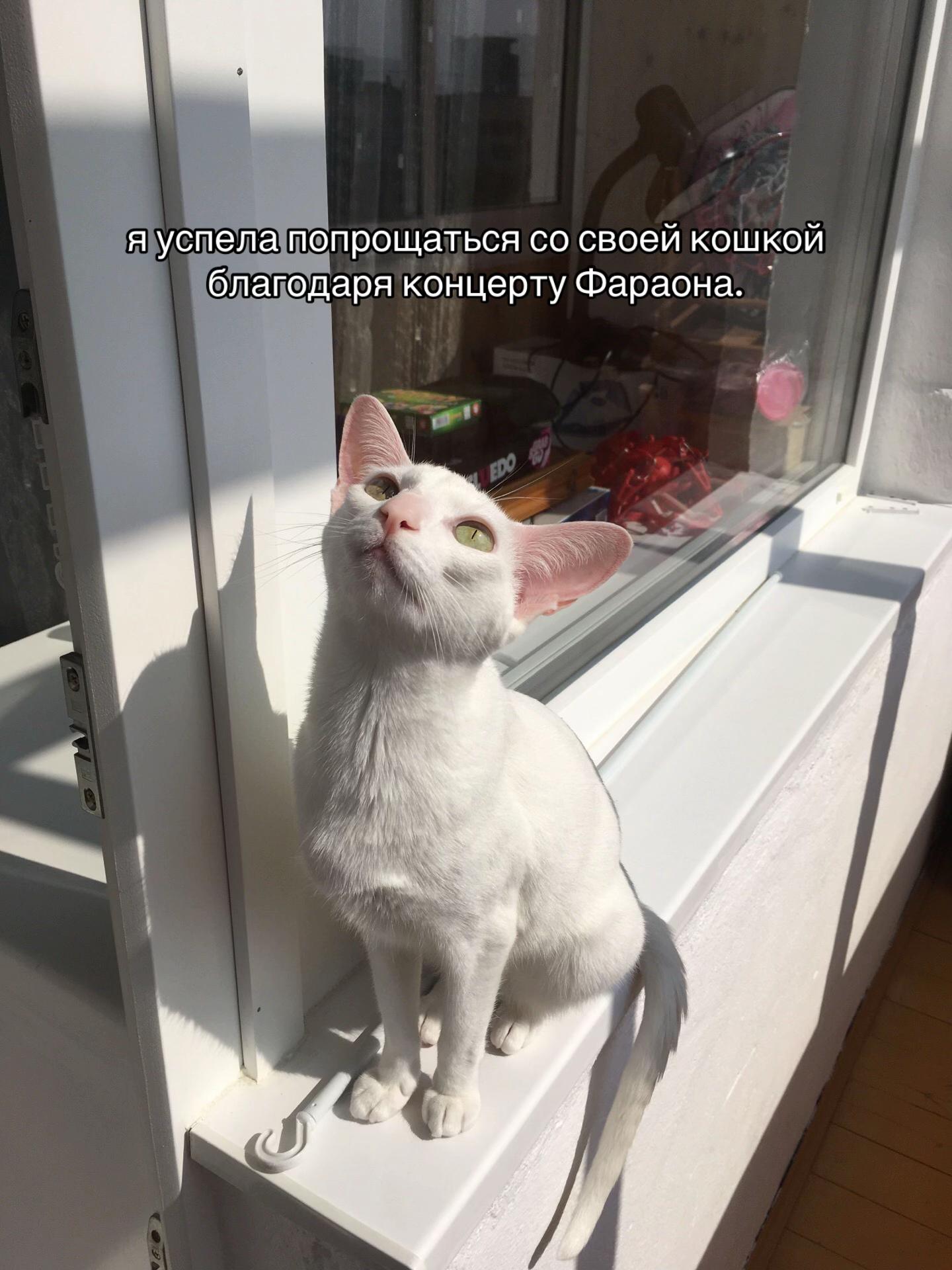 @мой ангел я нашёл его в ванной