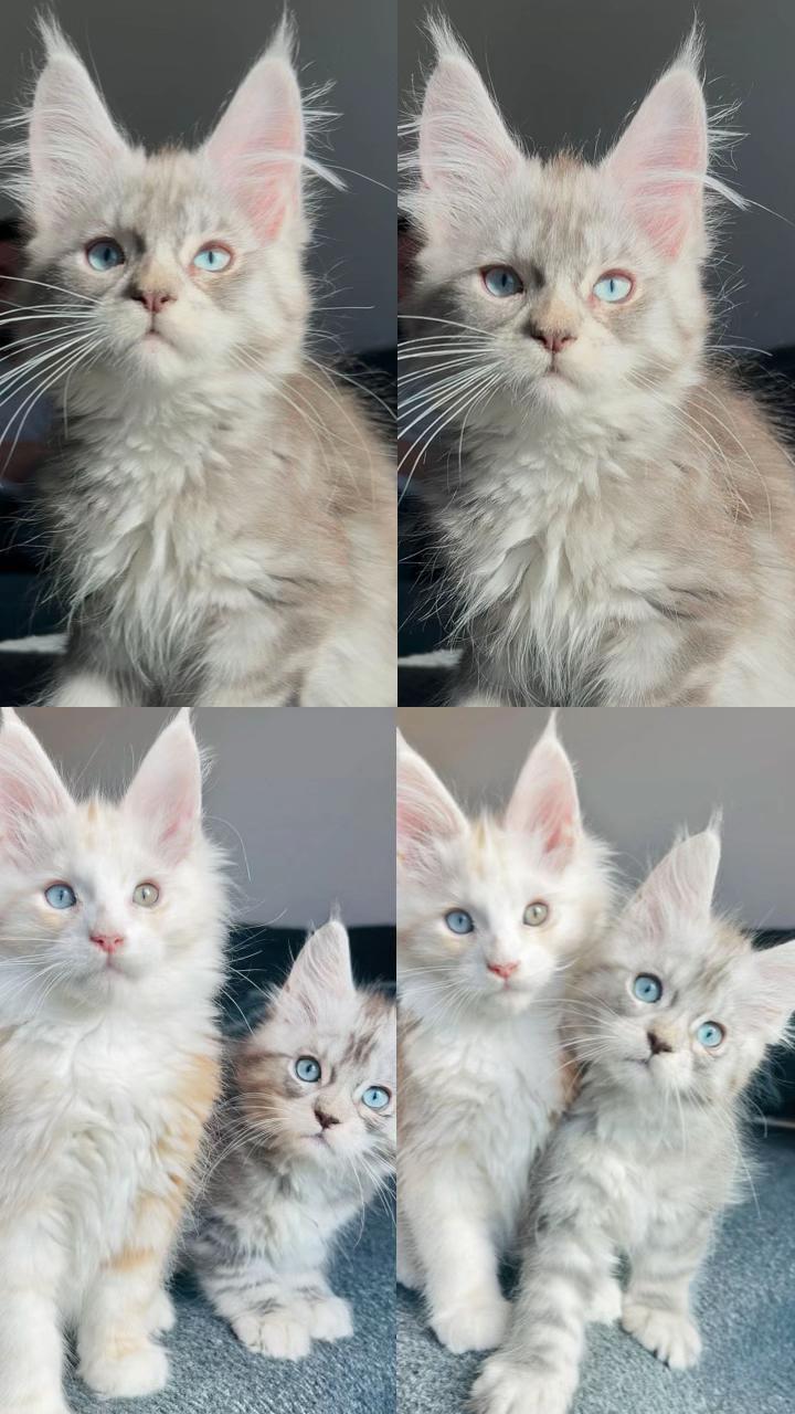 @Royal Mainecoon🇫🇷