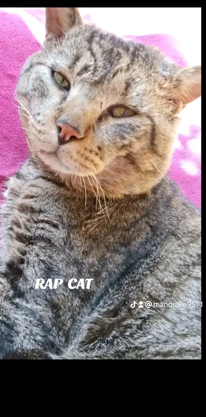 @RAP CAT