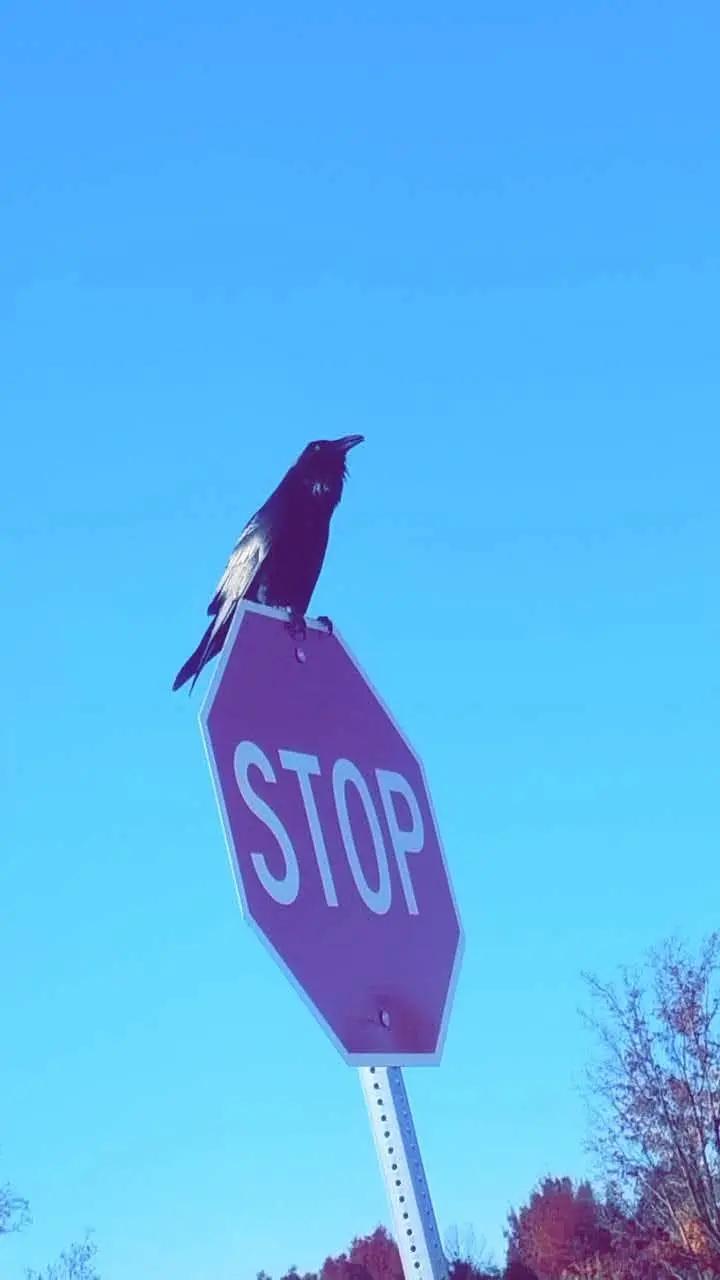@beardedbirdie