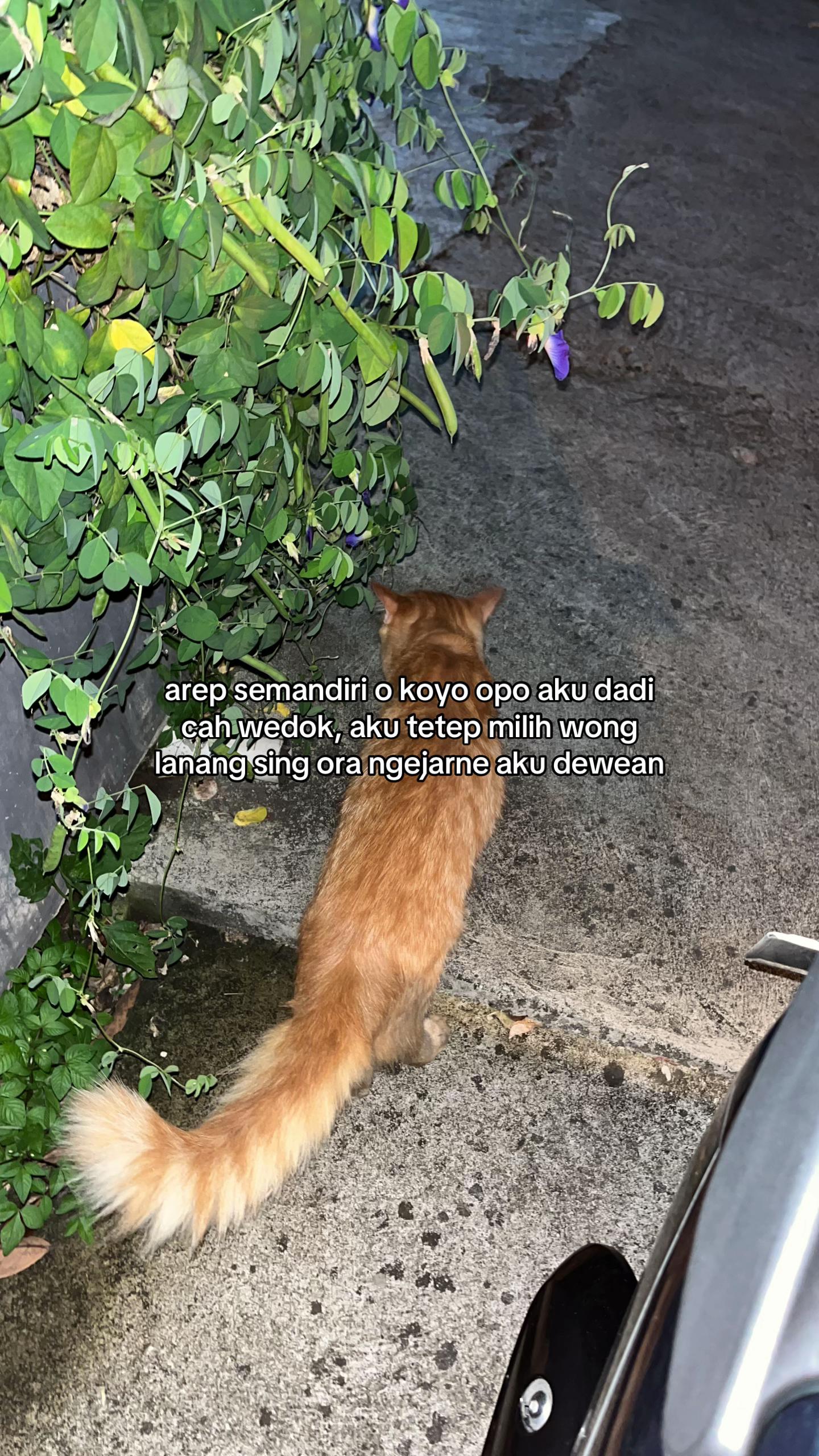 @𐙚 𝓈𝒶𝓇
