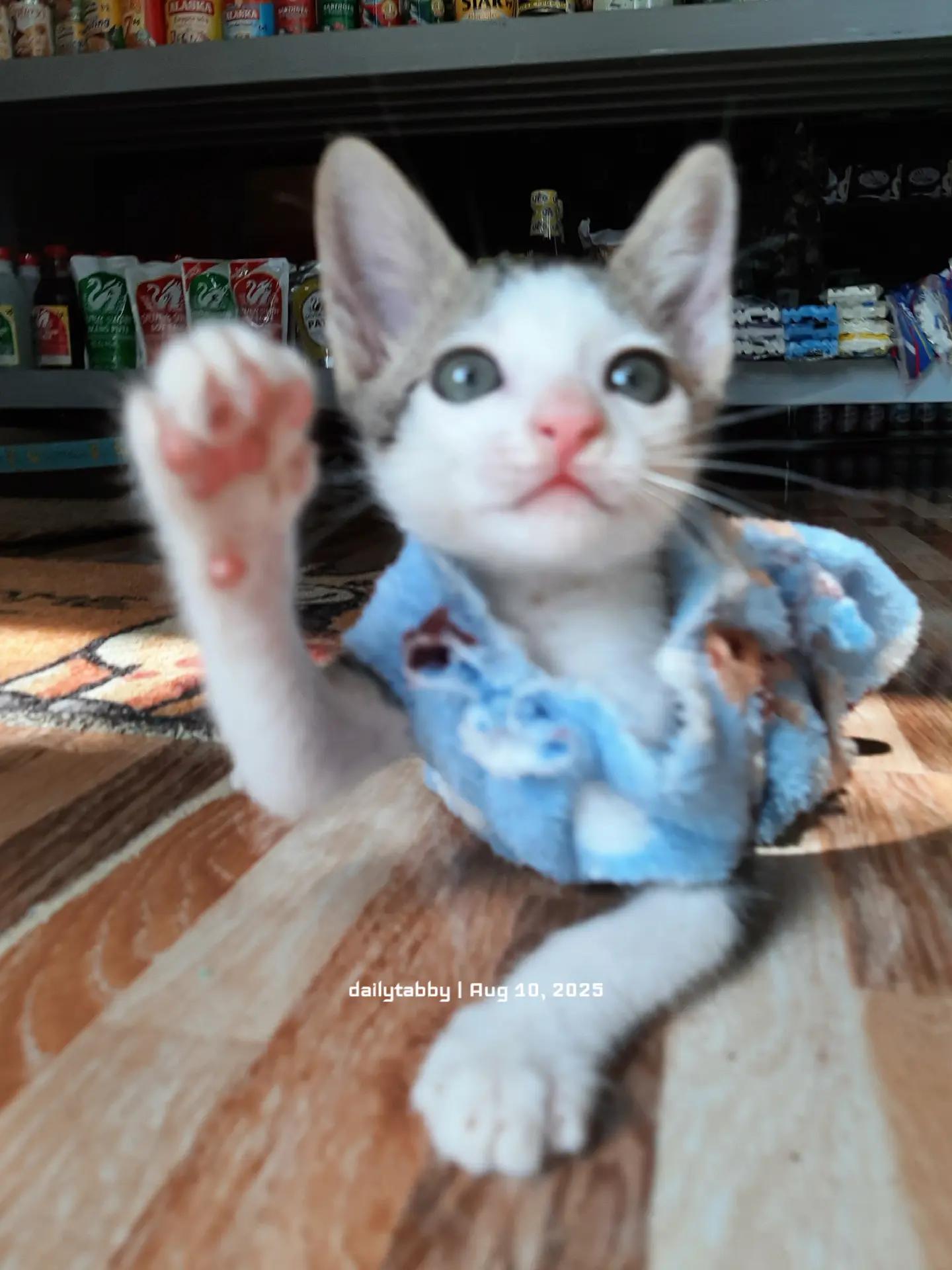 @nikka_mei | dailytabby