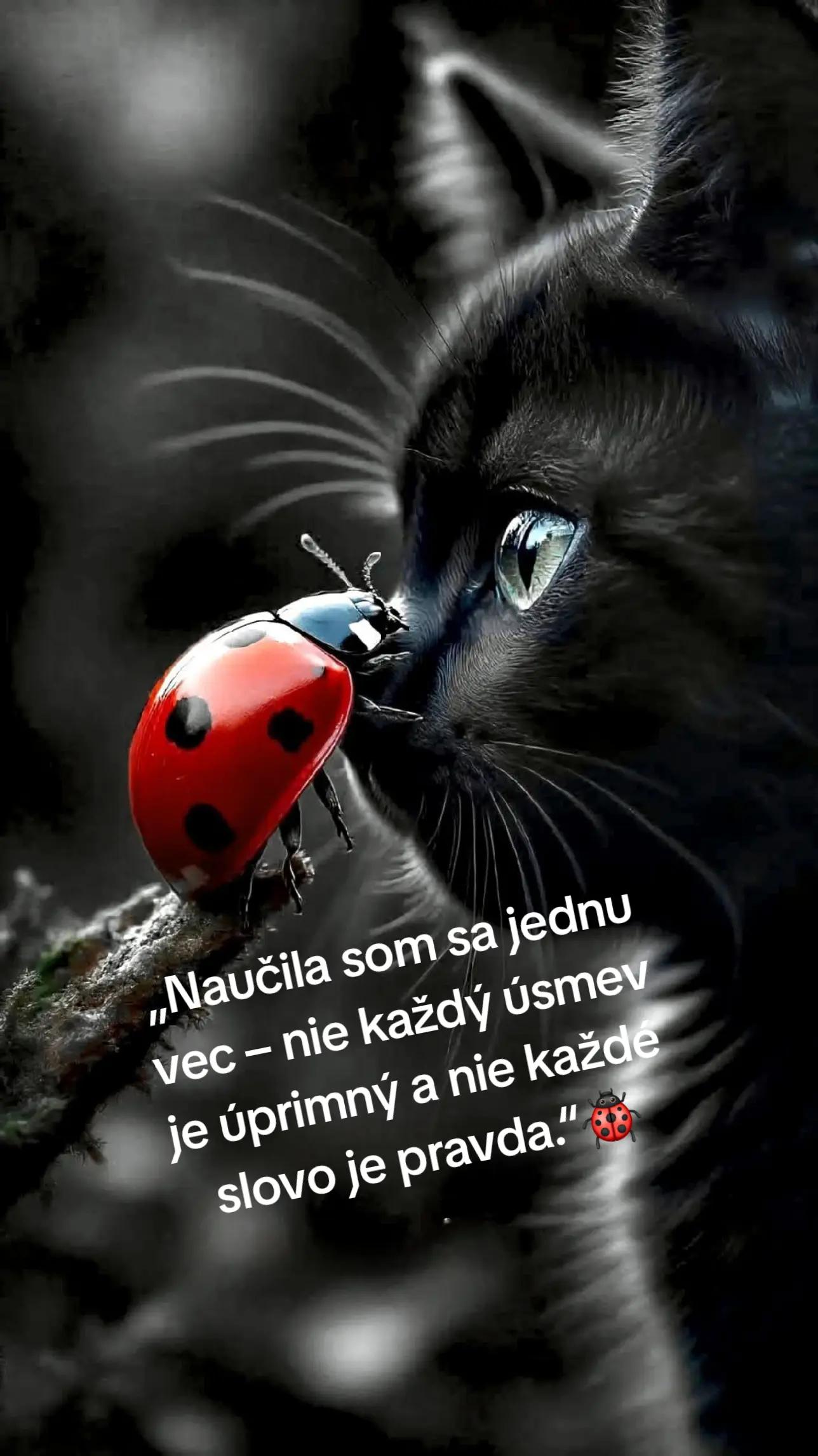 @Gika Lienka