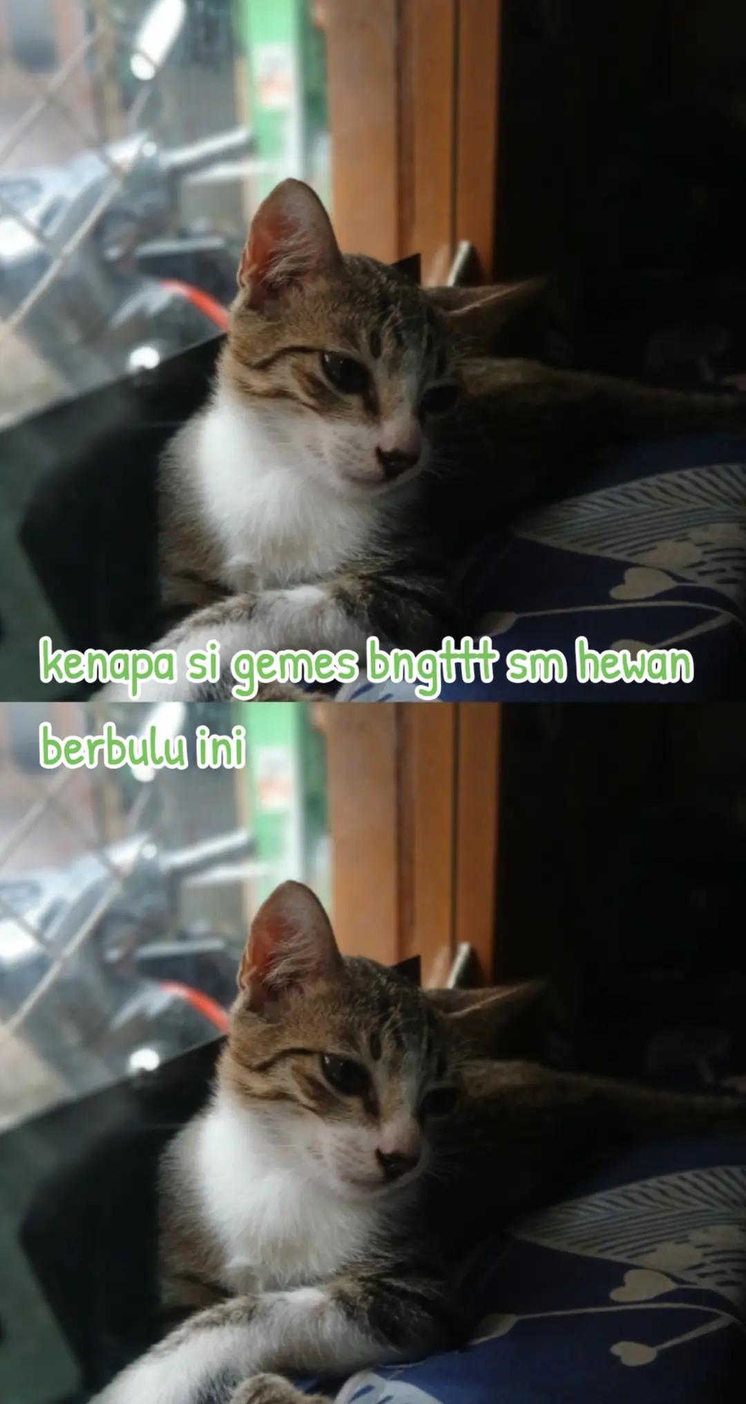 @toko sembako elifah syifah